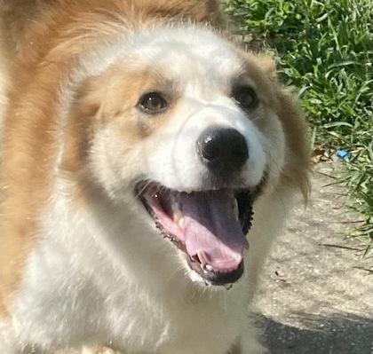 Jasper, Adoptable, Young Male Australian Shepherd.