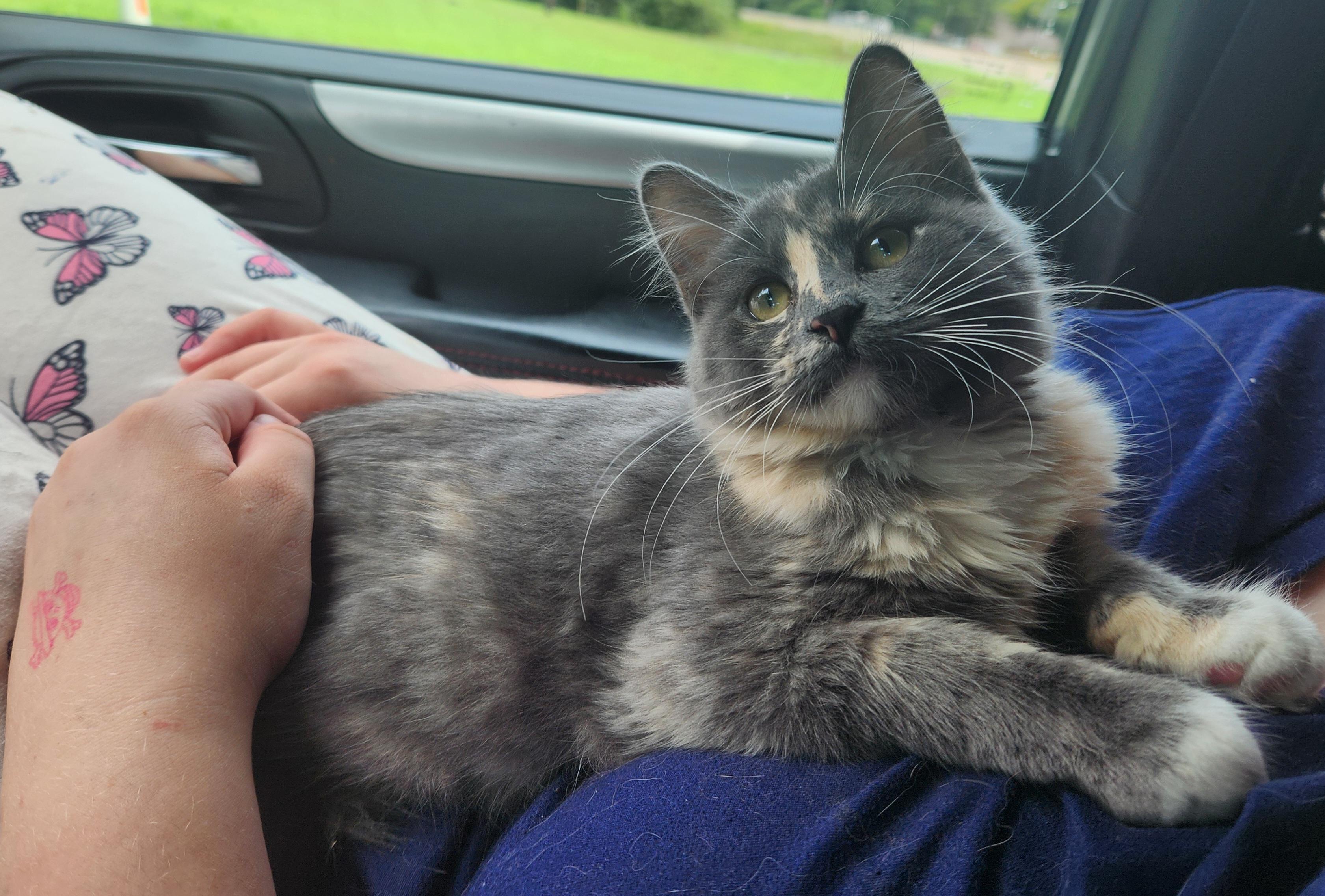 Enlarge Blossom, an adopted Domestic Long Hair in Mount Pleasant, TX image 2/5