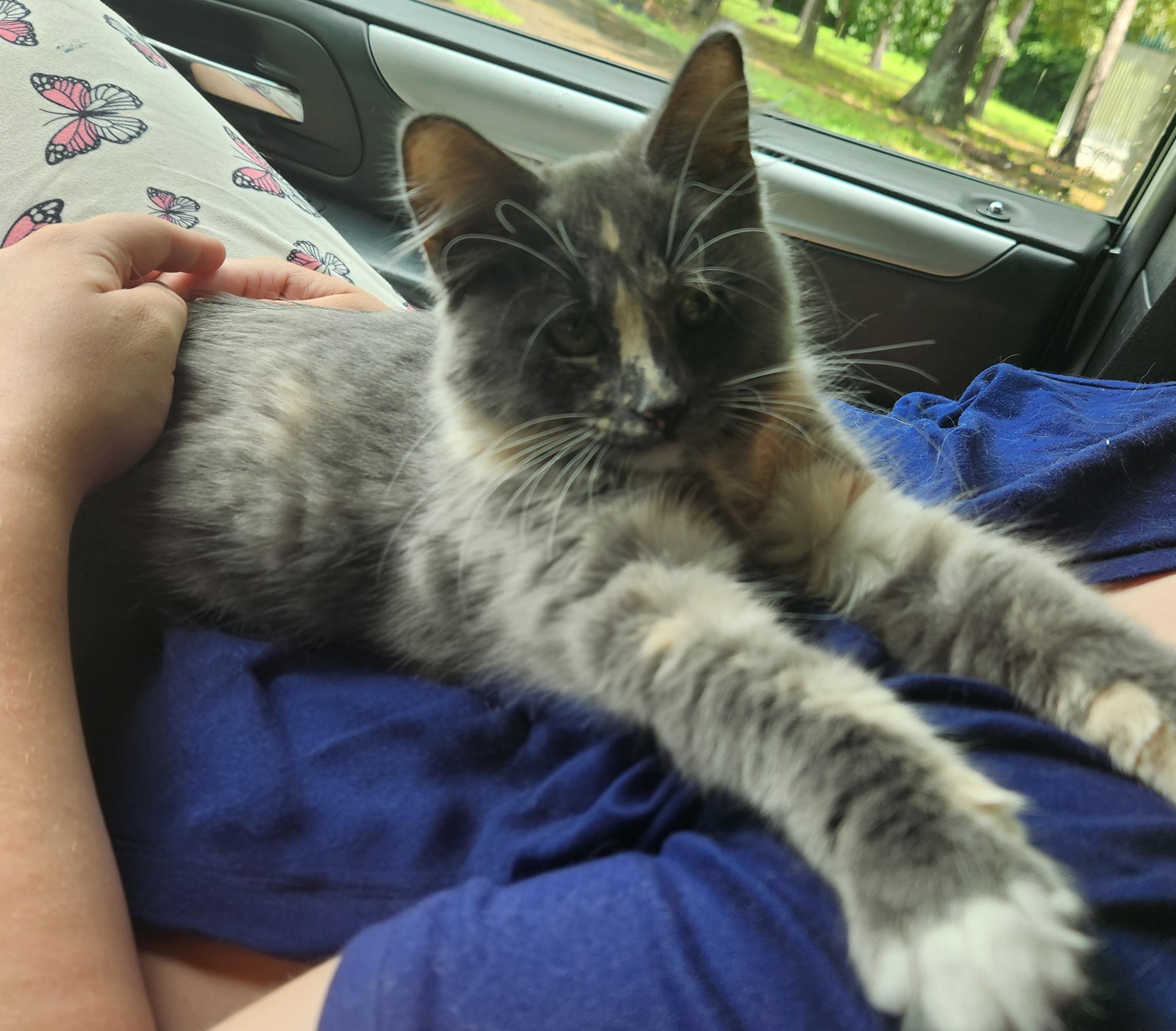 Enlarge Blossom, an adopted Domestic Long Hair in Mount Pleasant, TX image 5/5
