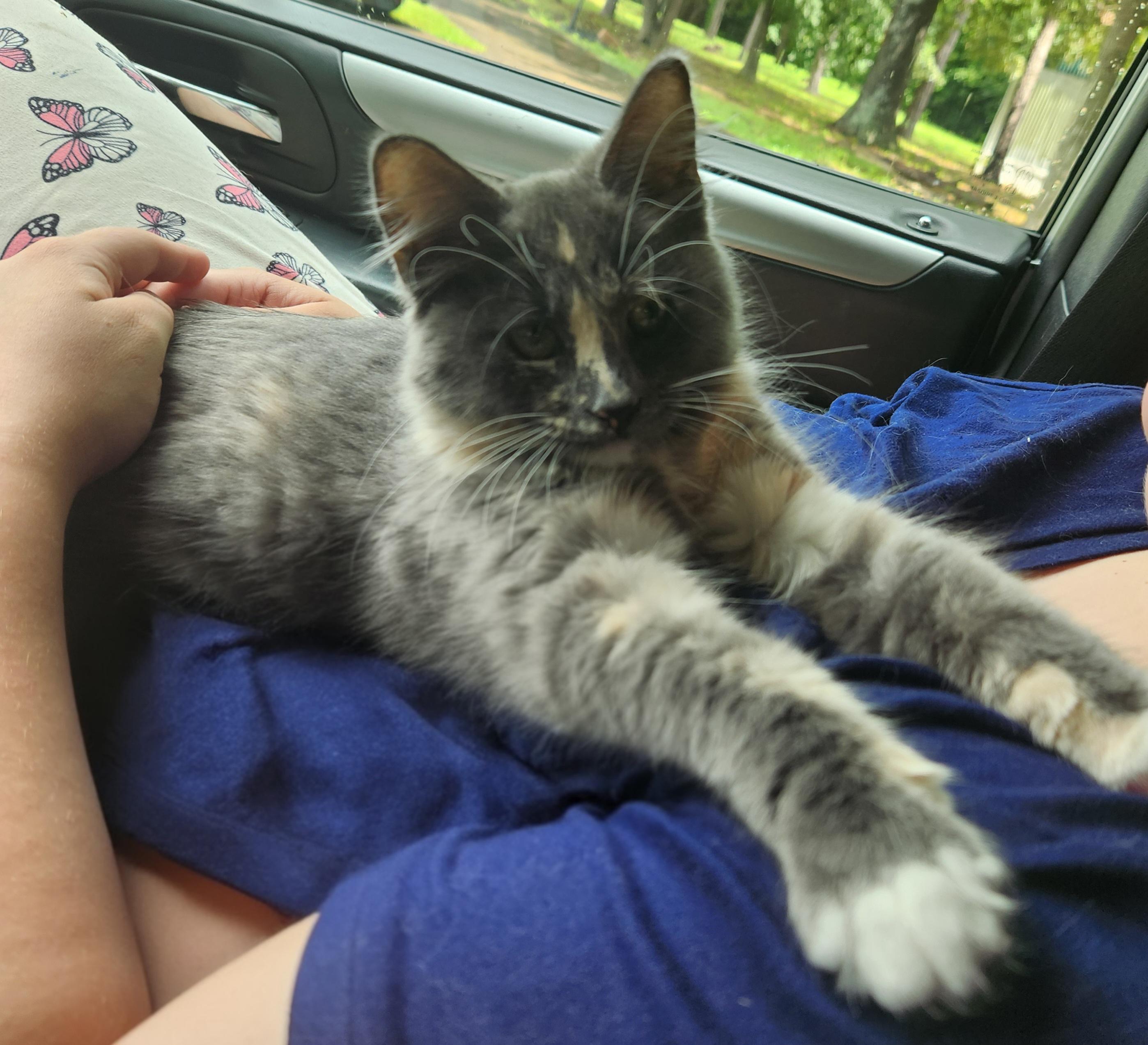 Enlarge Blossom, an adopted Domestic Long Hair in Mount Pleasant, TX image 1/5