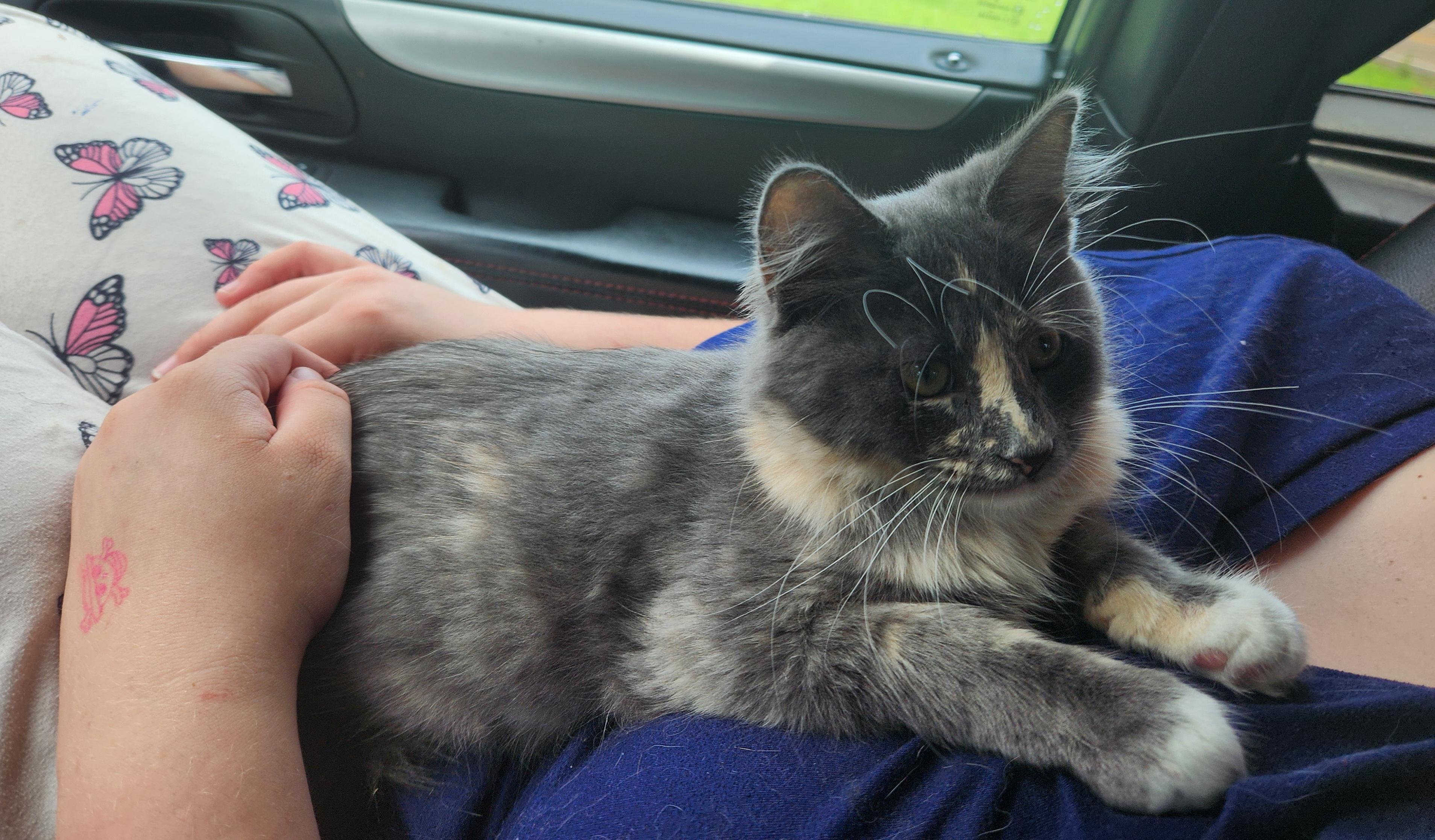 Enlarge Blossom, an adopted Domestic Long Hair in Mount Pleasant, TX image 3/5