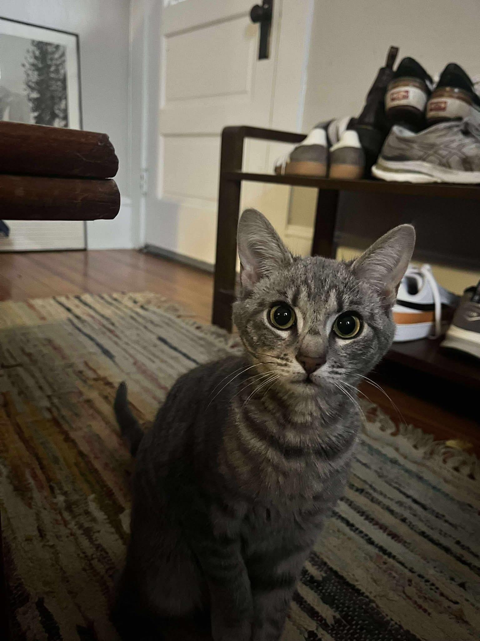 Enlarge Green Bean, a Adoptable Domestic Short Hair in Clyde, NC image 3/4