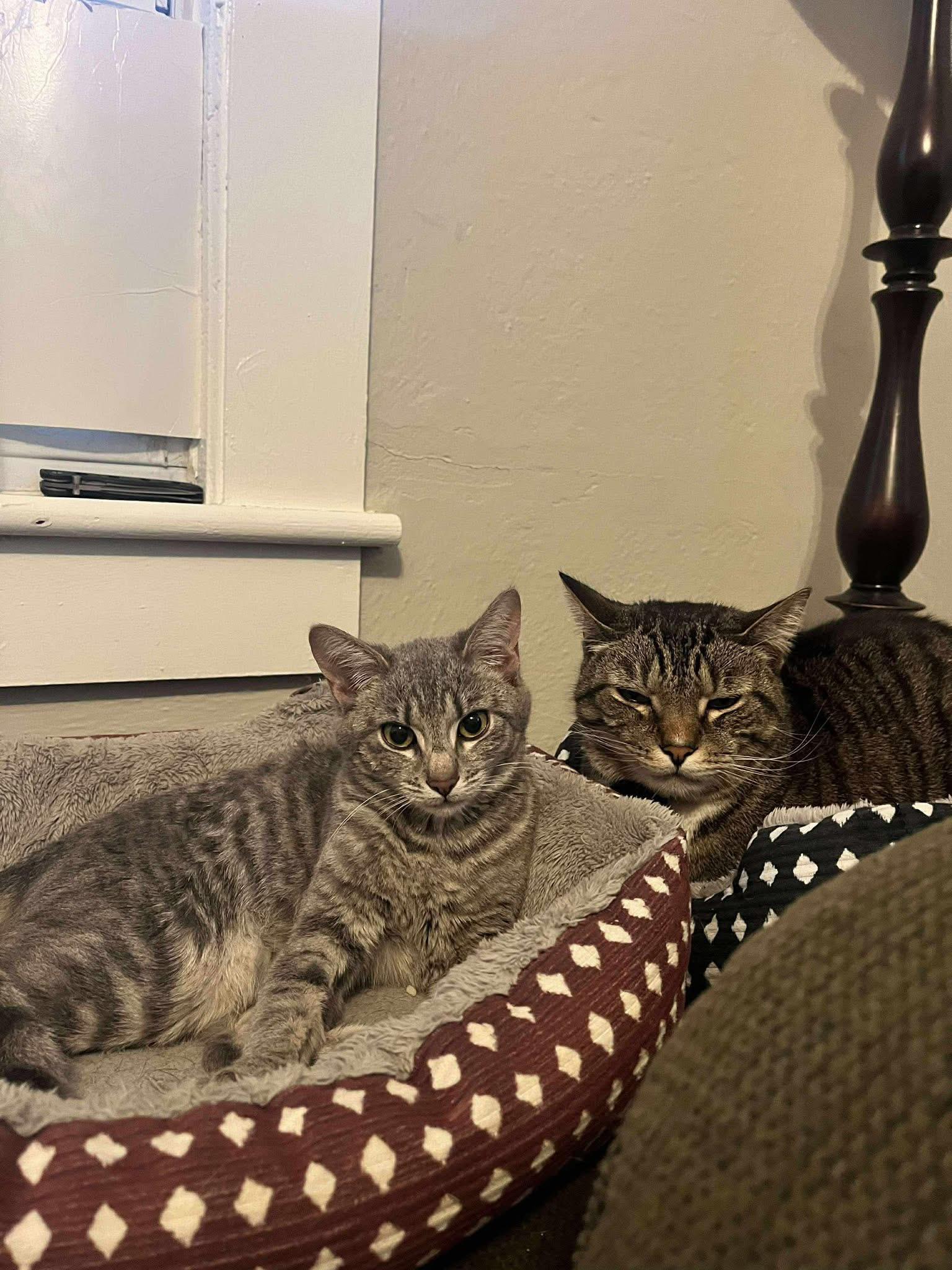 Enlarge Green Bean, a Adoptable Domestic Short Hair in Clyde, NC image 2/4