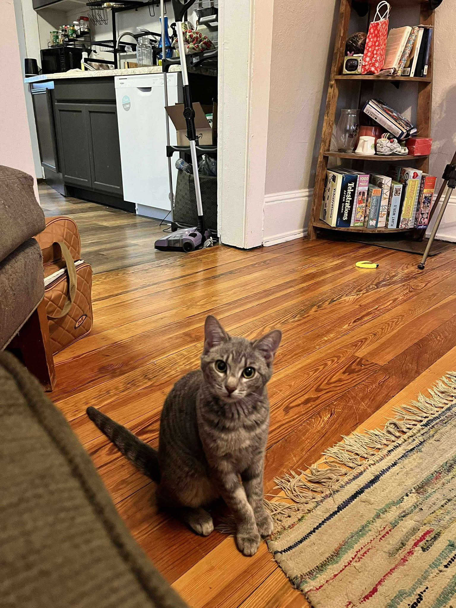 Enlarge Green Bean, a Adoptable Domestic Short Hair in Clyde, NC image 4/4