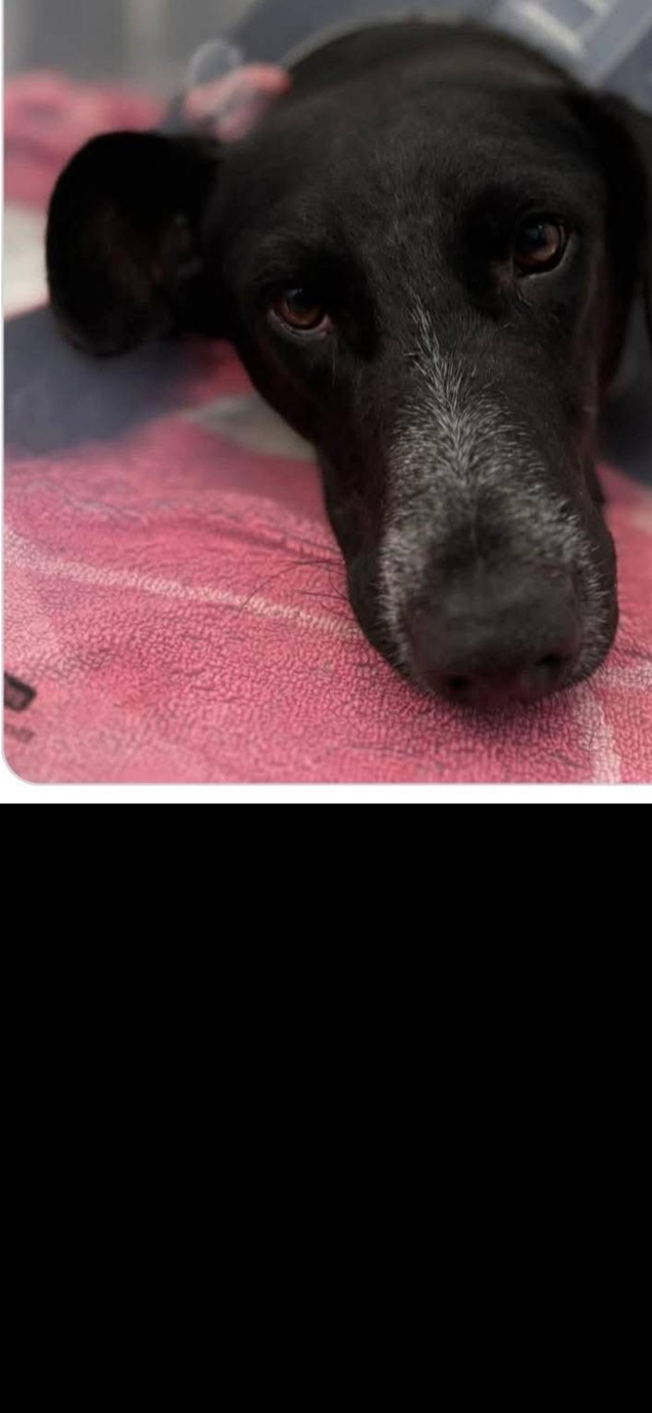 Violet, a Adoptable Labrador Retriever in San Diego, CA image 1/3