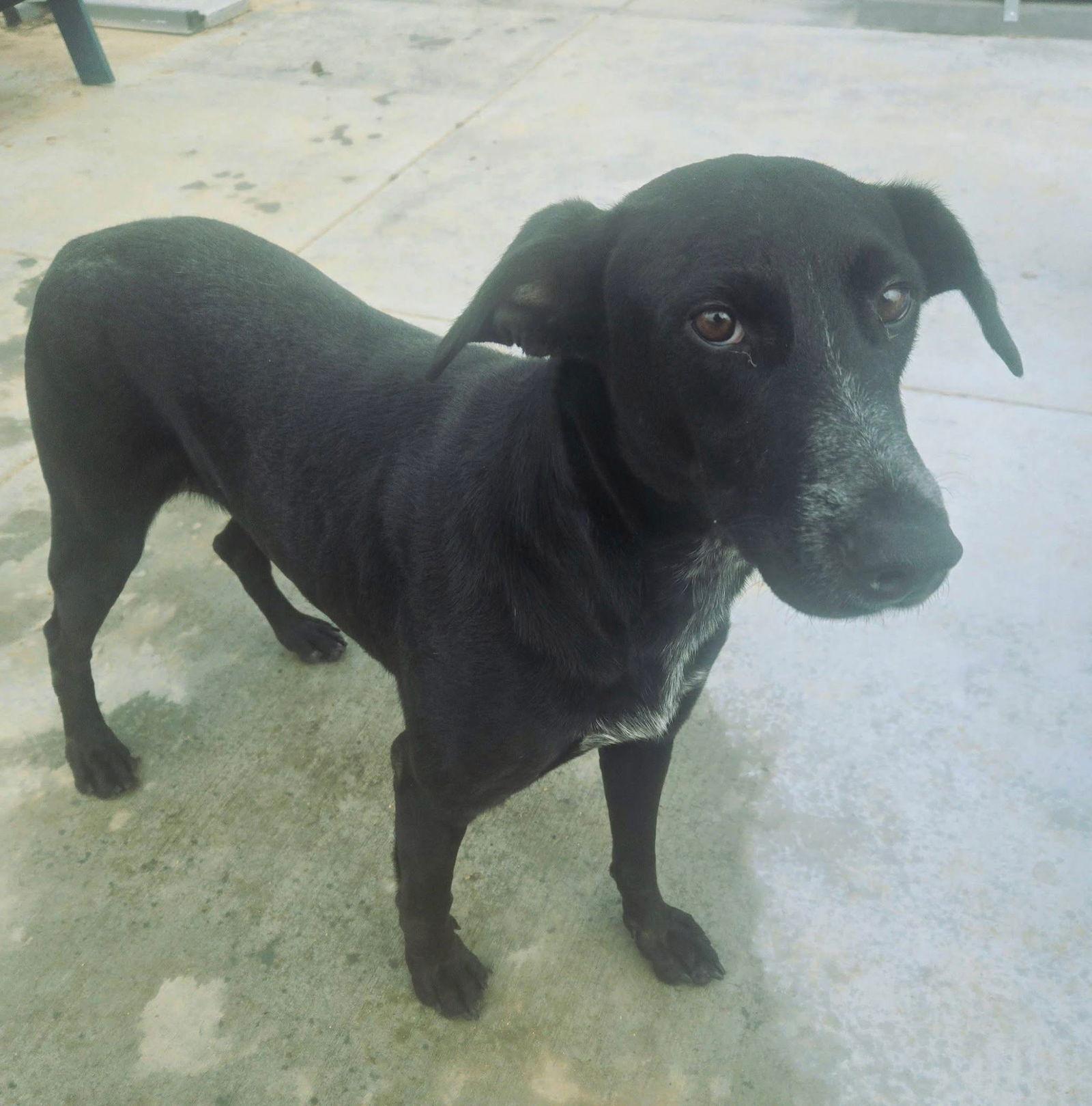Violet, a Adoptable Labrador Retriever in San Diego, CA image 2/3