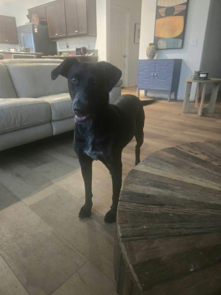 Violet, a Adoptable Labrador Retriever in San Diego, CA image 3/3