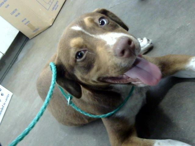 Enlarge BROWNIE, a Adoptable Mixed Breed in Dallas, TX image 1/1