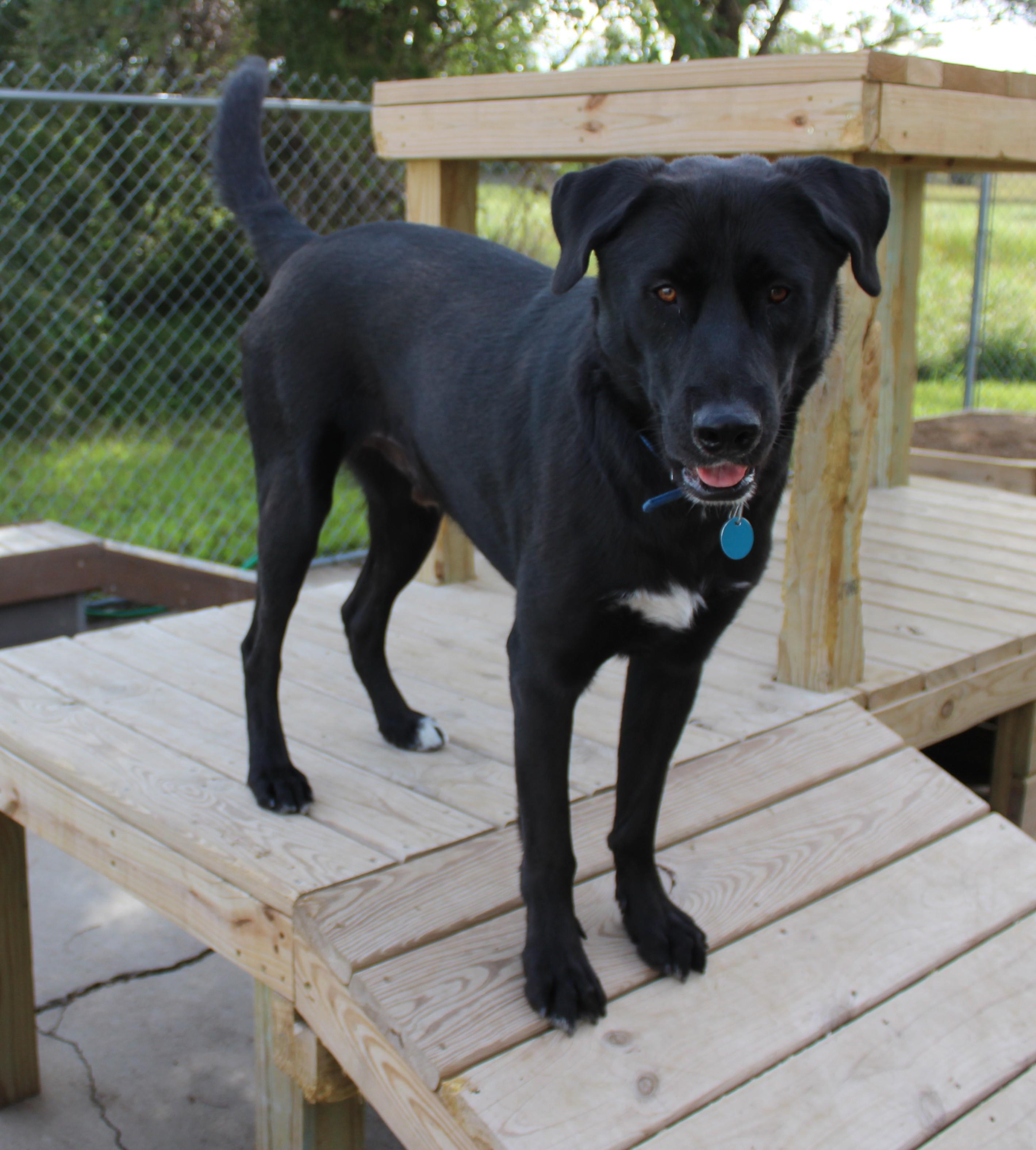 Enlarge Tick, a Adoptable mixed breed in Huron, SD image 3/4