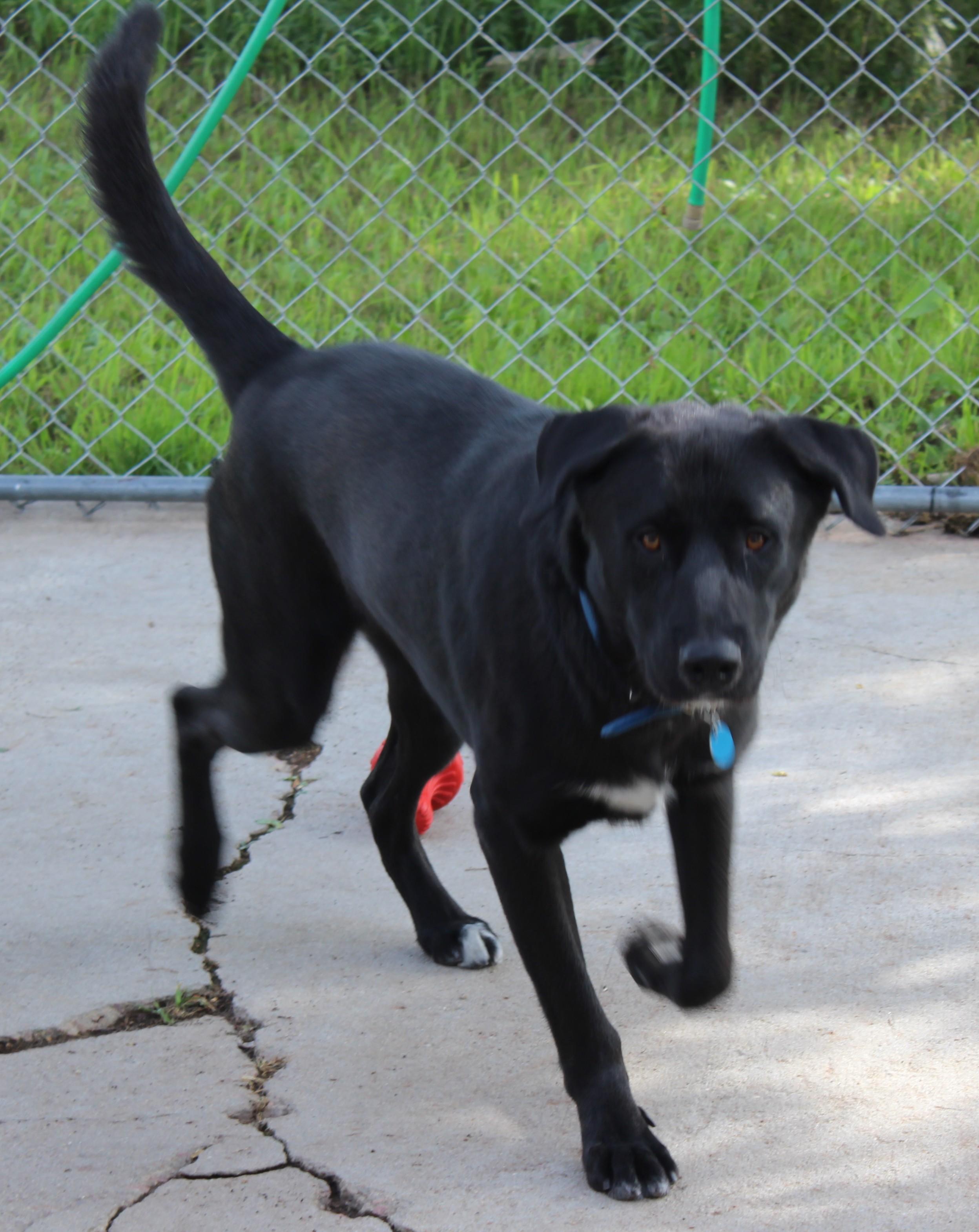 Enlarge Tick, a Adoptable mixed breed in Huron, SD image 4/4