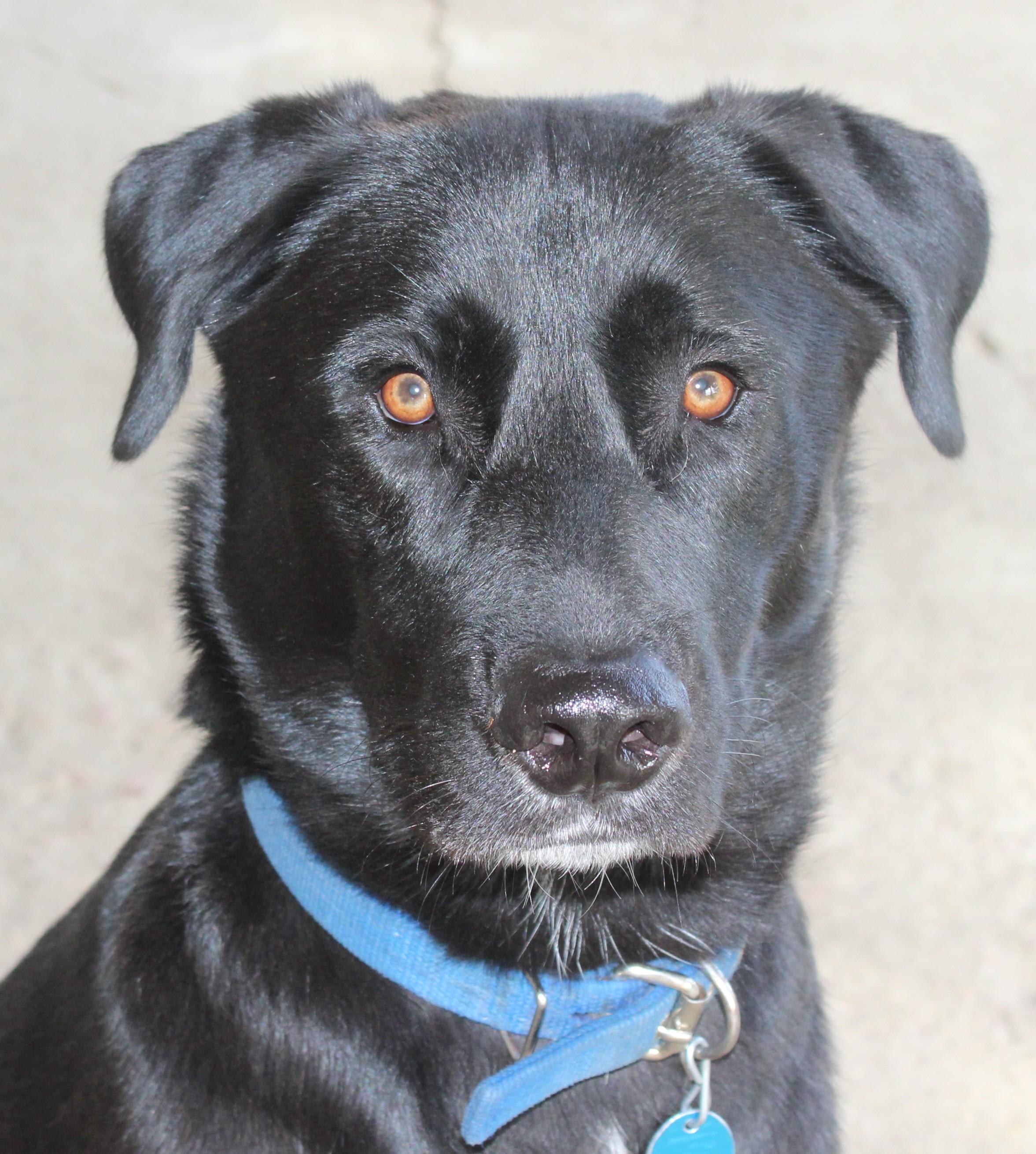 Tick, Adoptable, Adult Male Black Labrador Retriever.