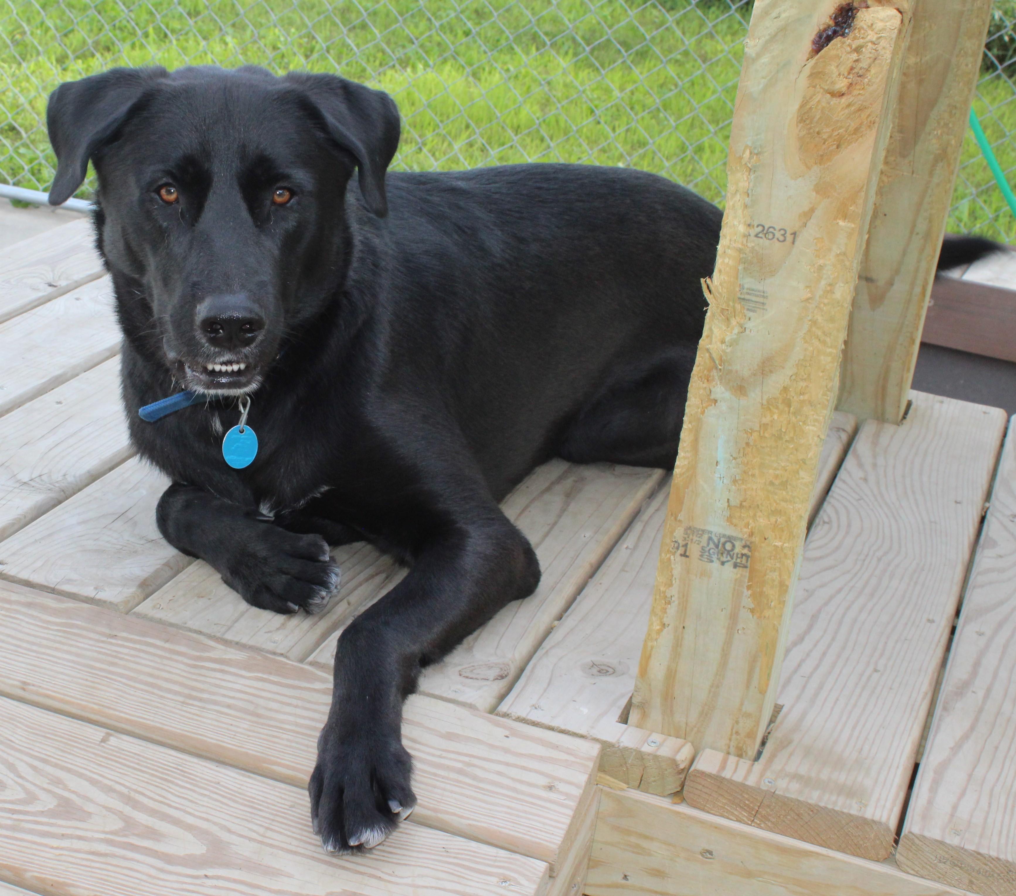 Enlarge Tick, a Adoptable mixed breed in Huron, SD image 2/4