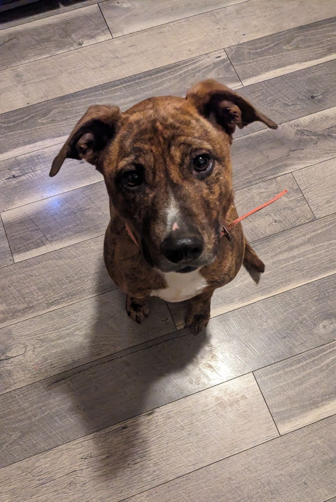 Enlarge Brooklyn AKA Rosie, an adopted mixed breed in Mount Royal, NJ image 2/3