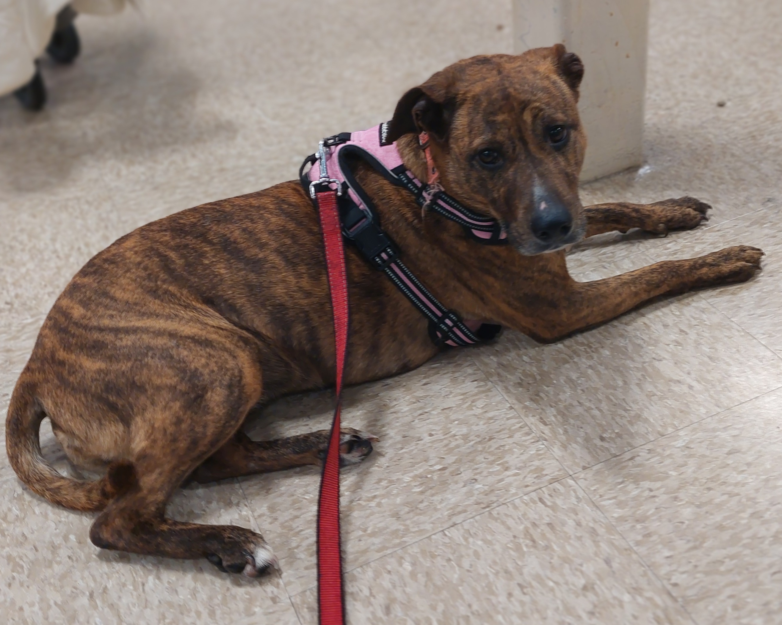 Enlarge Brooklyn AKA Rosie, an adopted mixed breed in Mount Royal, NJ image 3/3