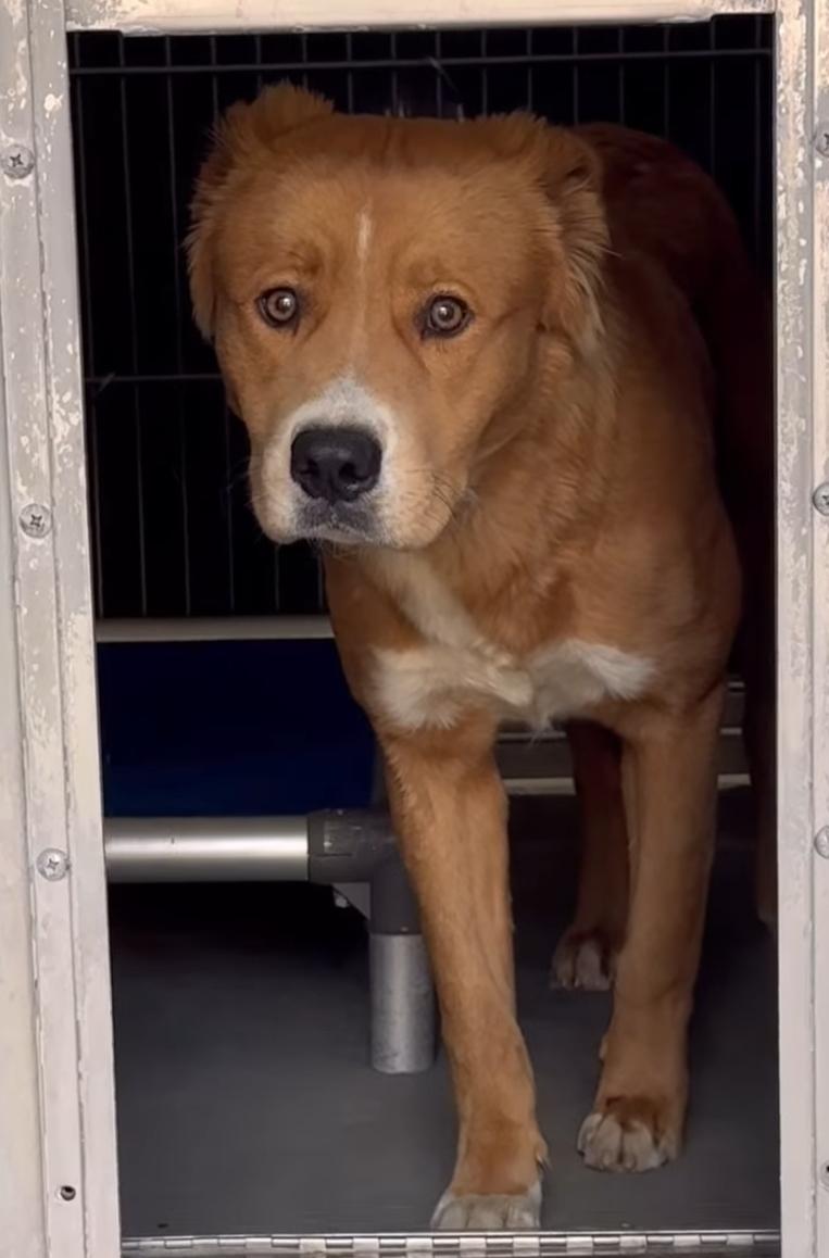 Enlarge Bravo, a ADOPTABLE mixed breed in Frazier Park, CA image 3/4