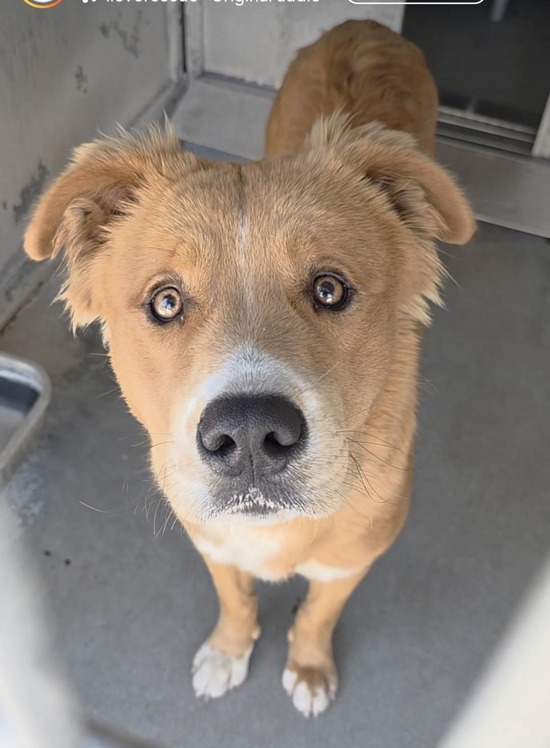 Enlarge Bravo, a ADOPTABLE mixed breed in Frazier Park, CA image 2/4