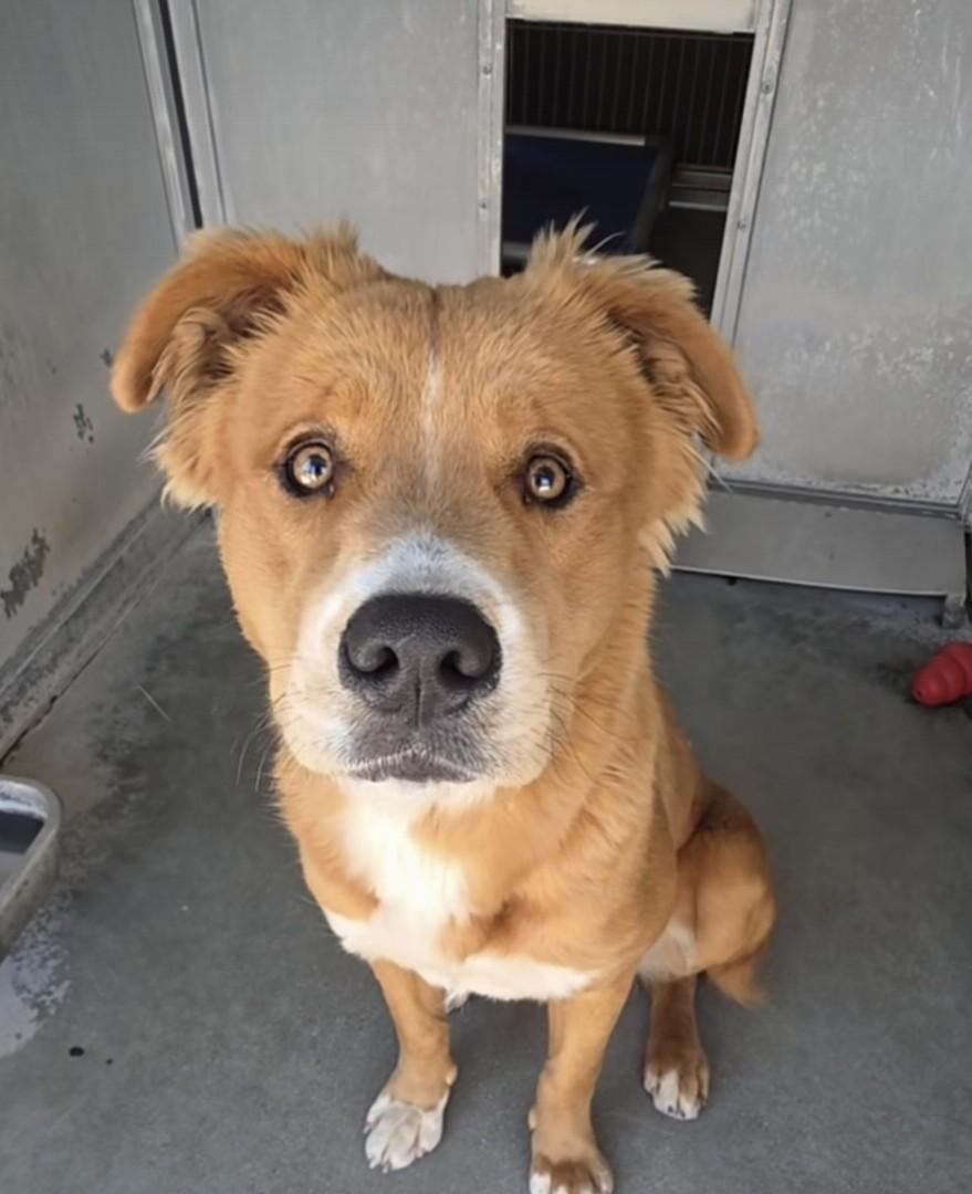 Bravo, ADOPTABLE, Young Male Shepherd.