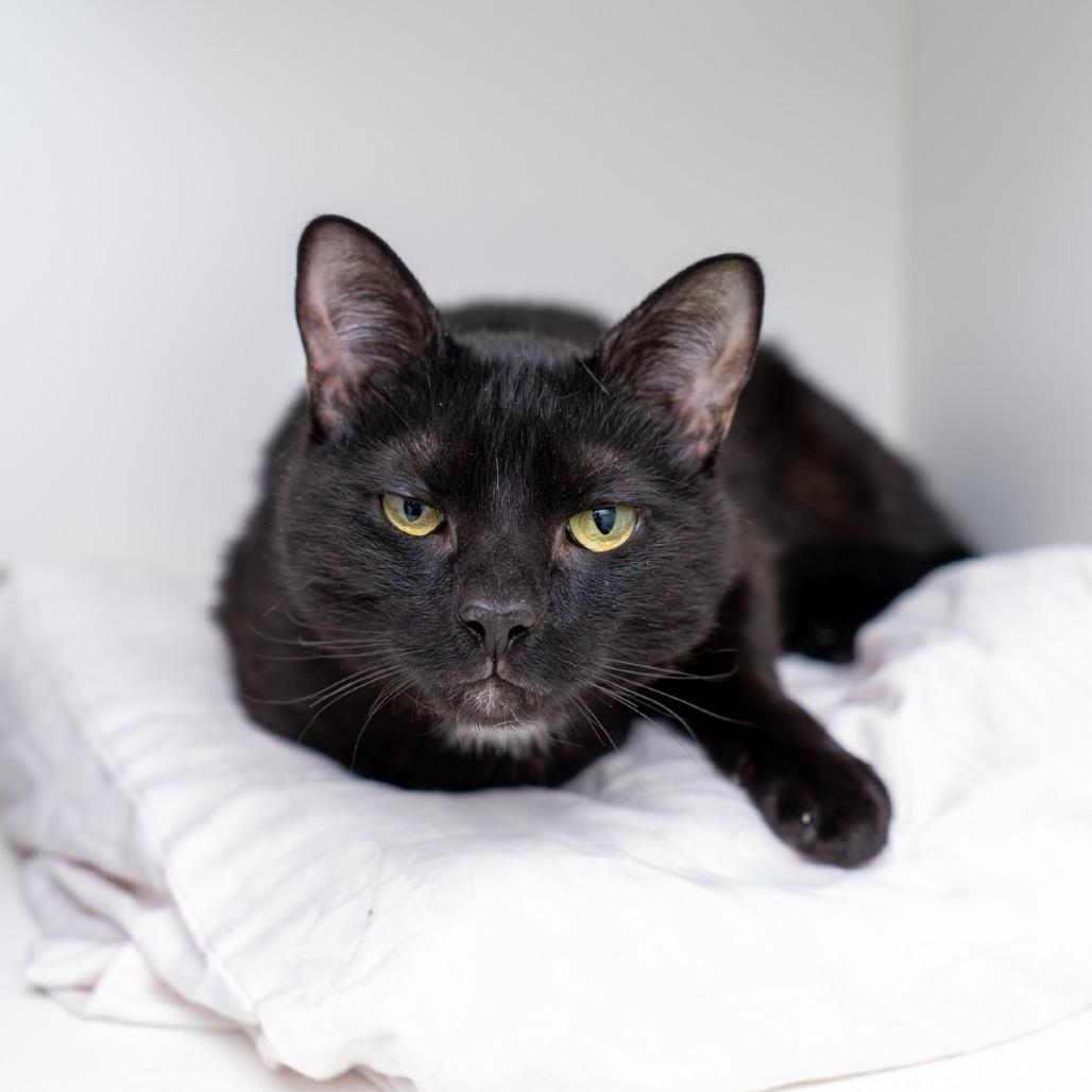Thackery, a Adoptable Domestic Short Hair in New York, NY image 1/4