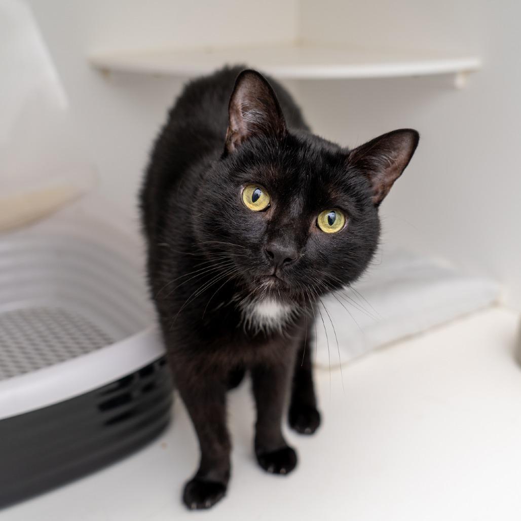 Thackery, a Adoptable Domestic Short Hair in New York, NY image 2/4