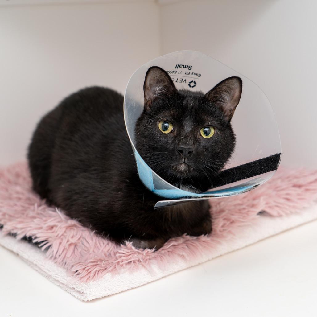 Thackery, a Adoptable Domestic Short Hair in New York, NY image 4/4