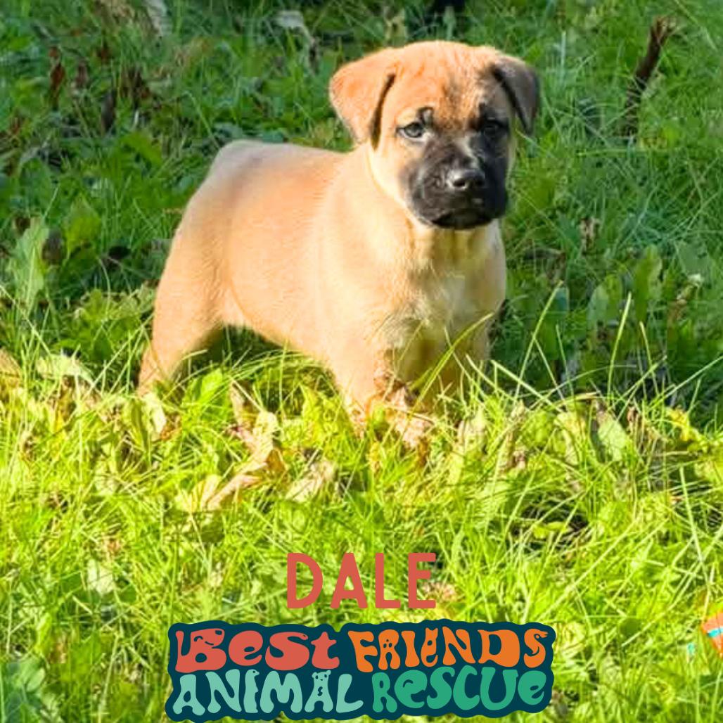 Dale, Adoptable, Puppy Male Shepherd & Labrador Retriever.