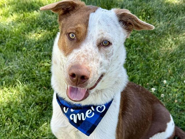 Enlarge REX, a Adoptable mixed breed in Colorado Springs, CO image 1/1