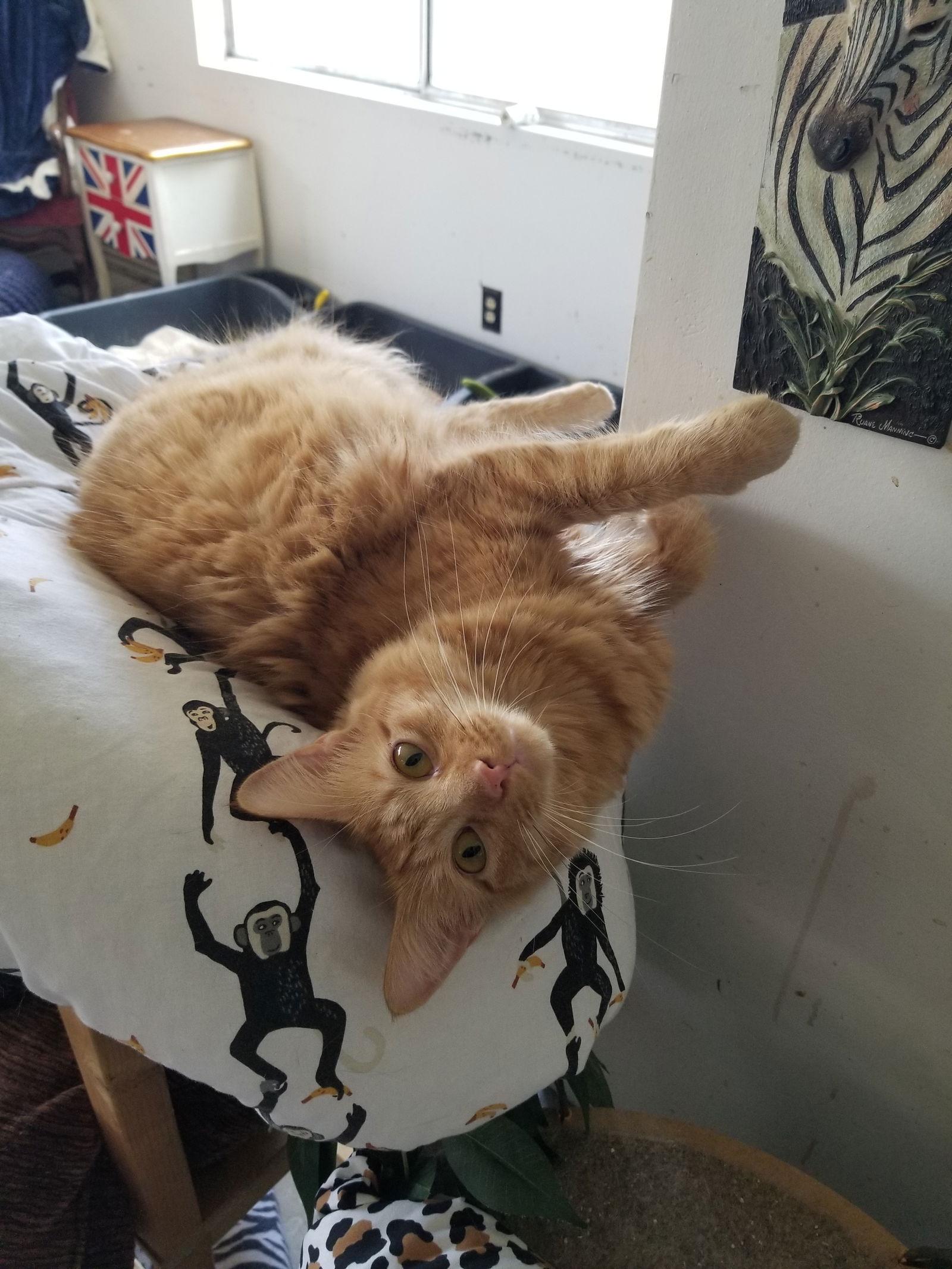 Enlarge RIcky and Lucy, a Adopted Maine Coon in Buena Park, CA image 1/3