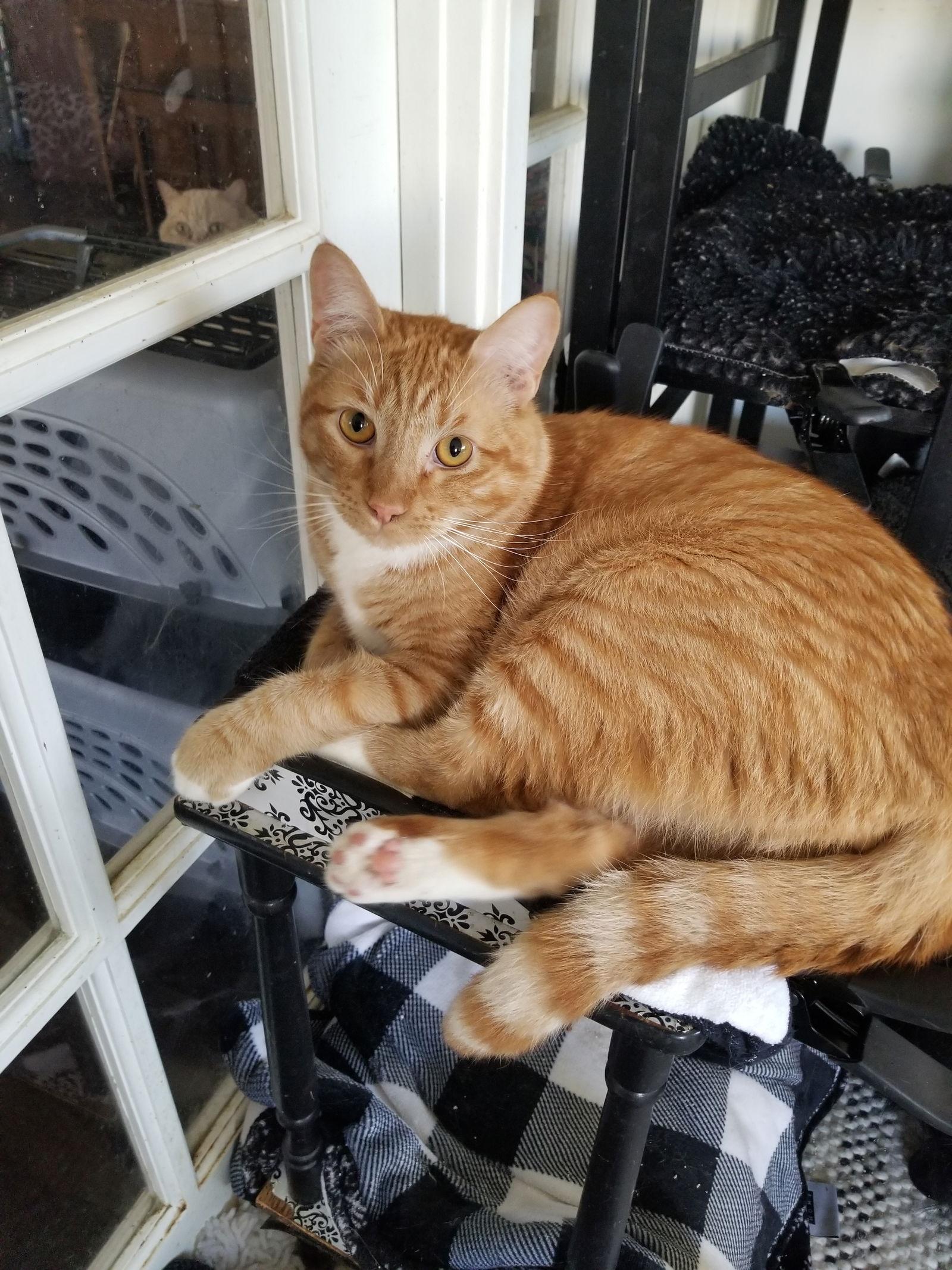 Enlarge RIcky and Lucy, a Adopted Maine Coon in Buena Park, CA image 2/3