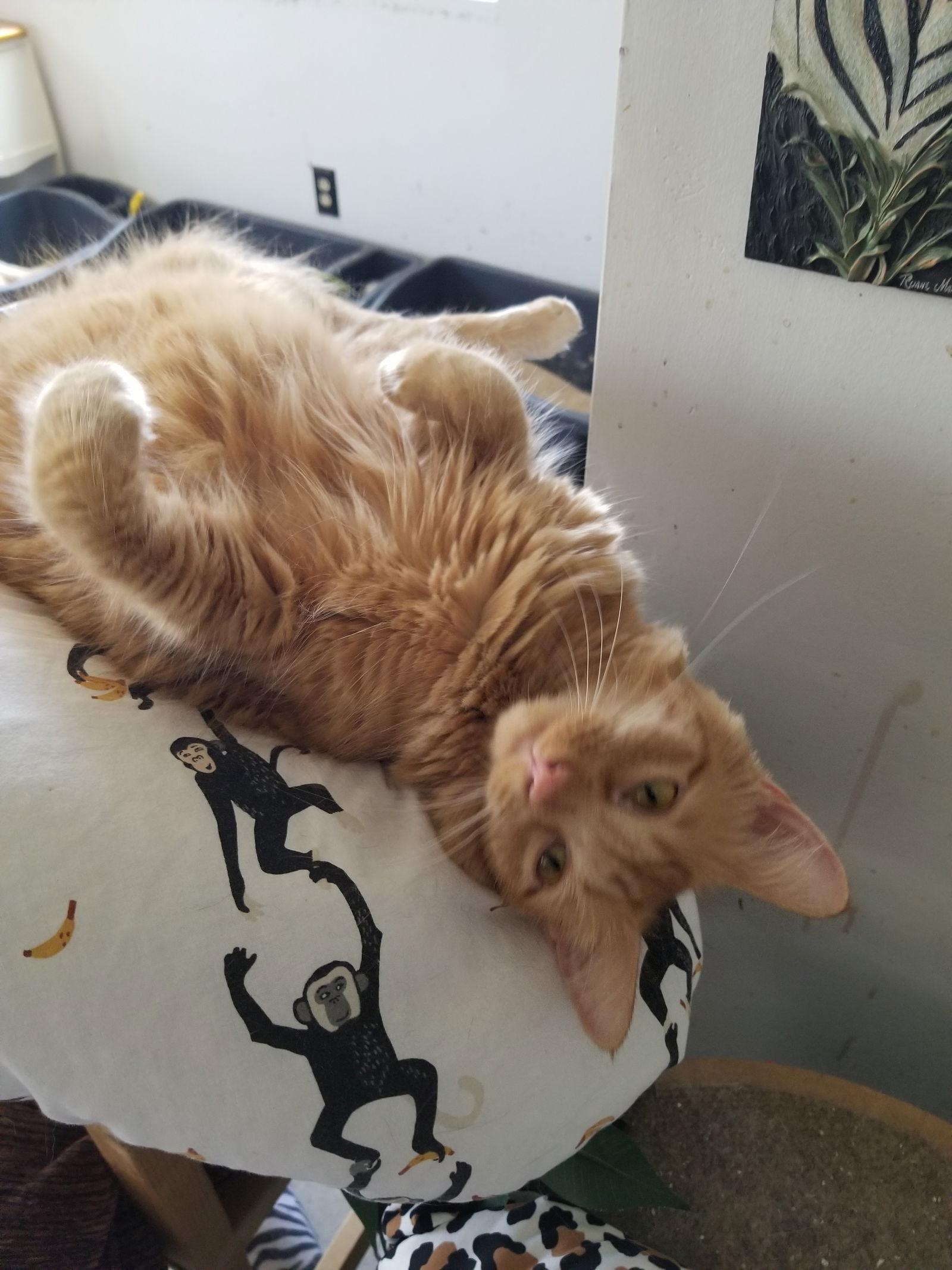 Enlarge RIcky and Lucy, a Adopted Maine Coon in Buena Park, CA image 3/3