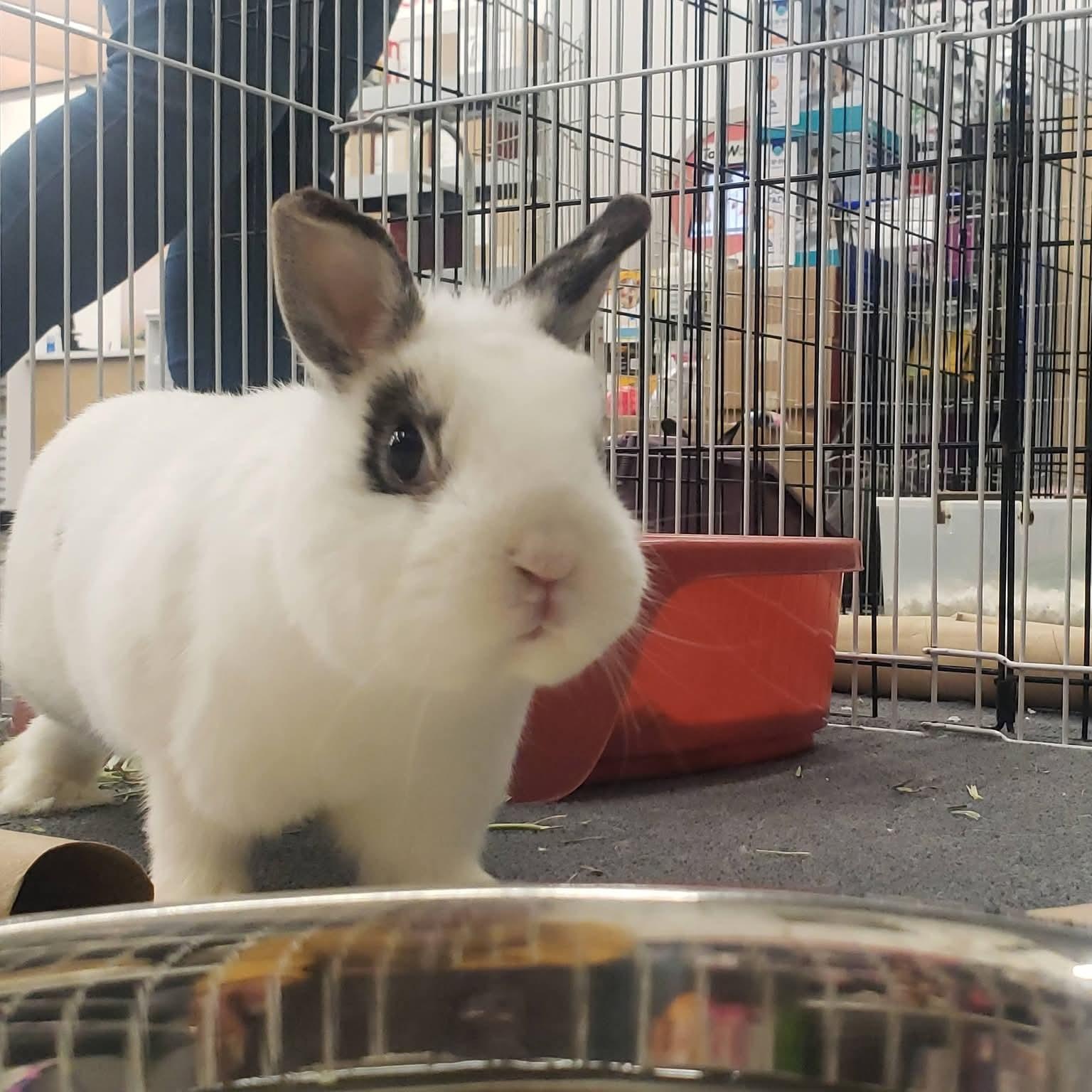 Dominique, ADOPTABLE, Young Female Netherland Dwarf.