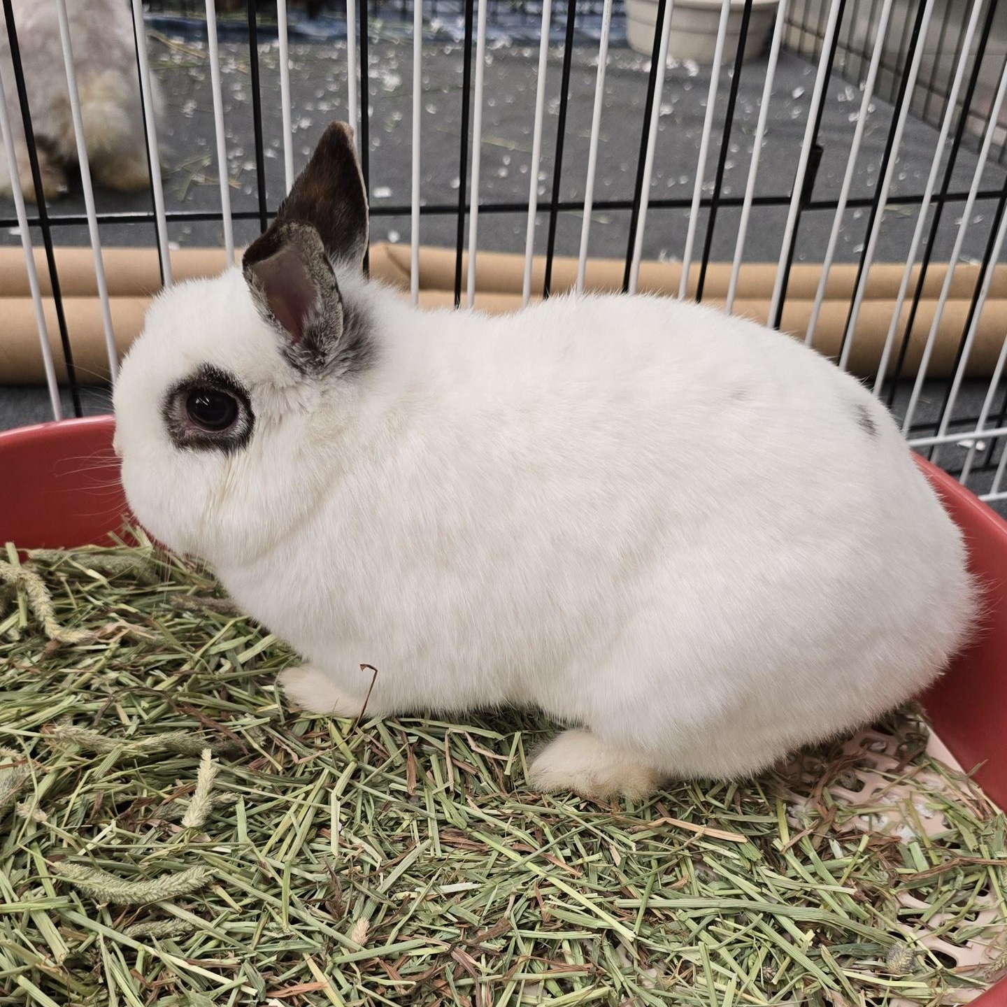 Enlarge Dominique, a ADOPTABLE Netherland Dwarf in Knoxville, TN image 3/4