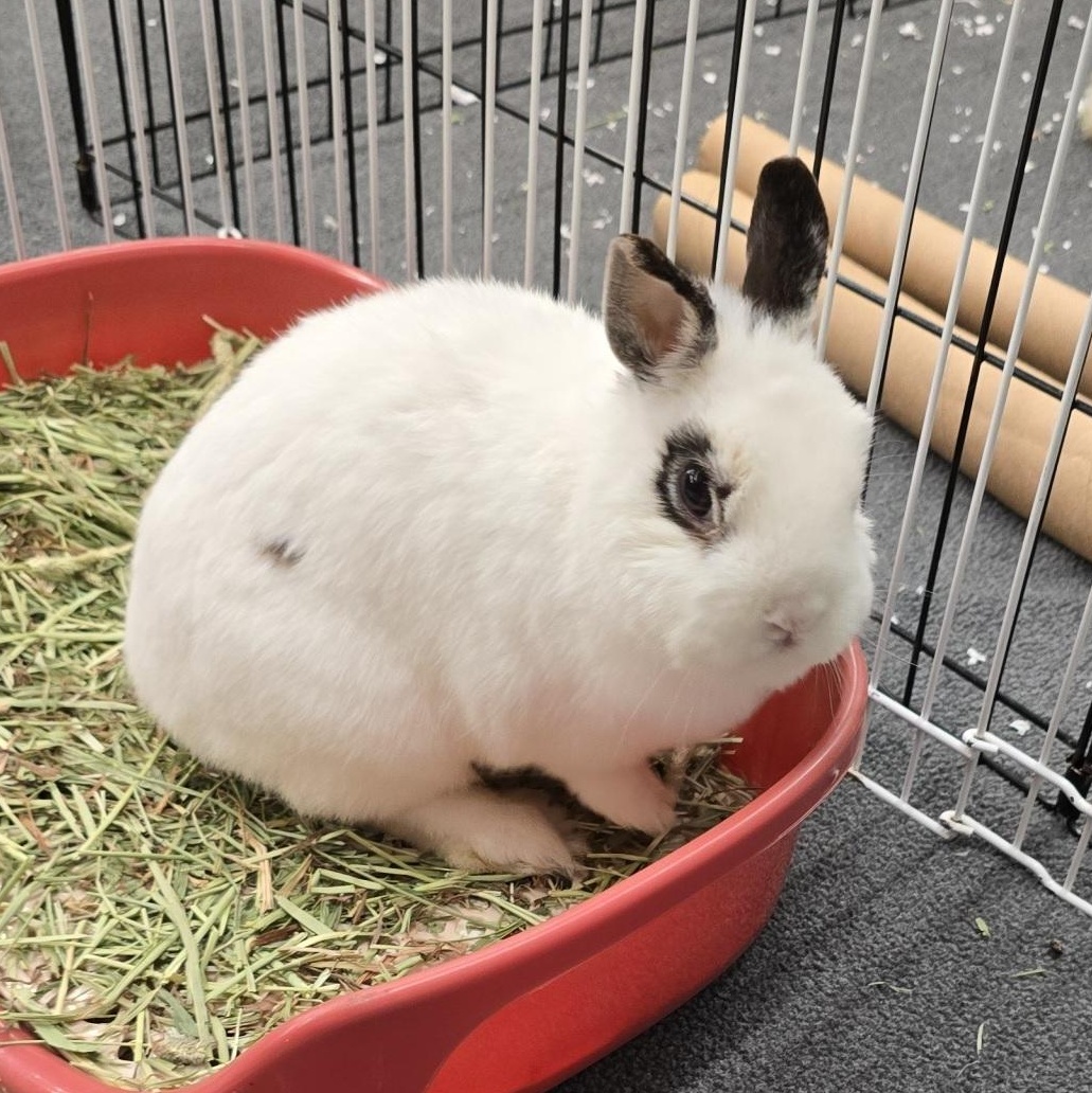 Enlarge Dominique, a ADOPTABLE Netherland Dwarf in Knoxville, TN image 2/4
