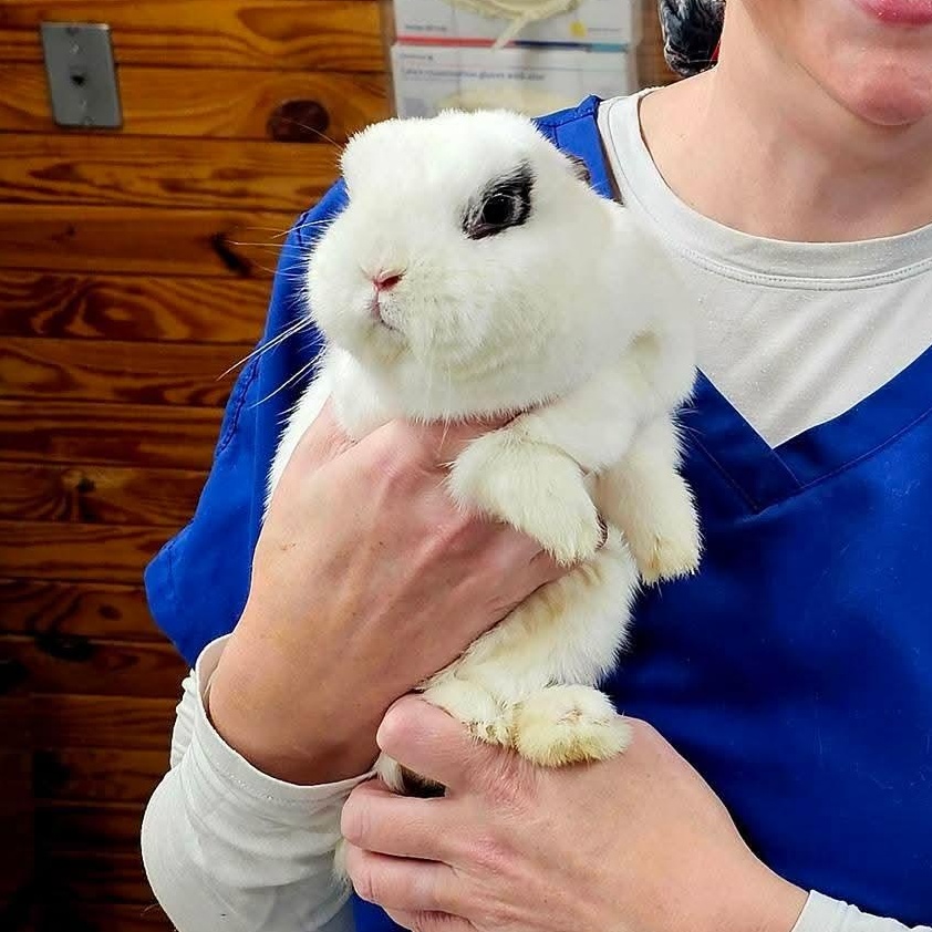 Enlarge Dominique, a ADOPTABLE Netherland Dwarf in Knoxville, TN image 4/4