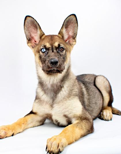 Clover, Adoptable, Puppy Female Siberian Husky & Mixed Breed.