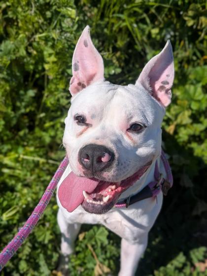 Enlarge Sir Goober, a ADOPTABLE mixed breed in Sacramento, CA image 2/3