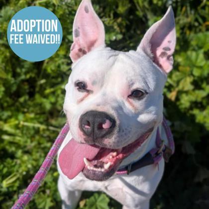 Sir Goober, ADOPTABLE, Adult Male Pit Bull Terrier & Mastiff.