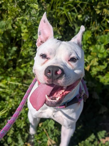 Enlarge Sir Goober, a ADOPTABLE mixed breed in Sacramento, CA image 3/3