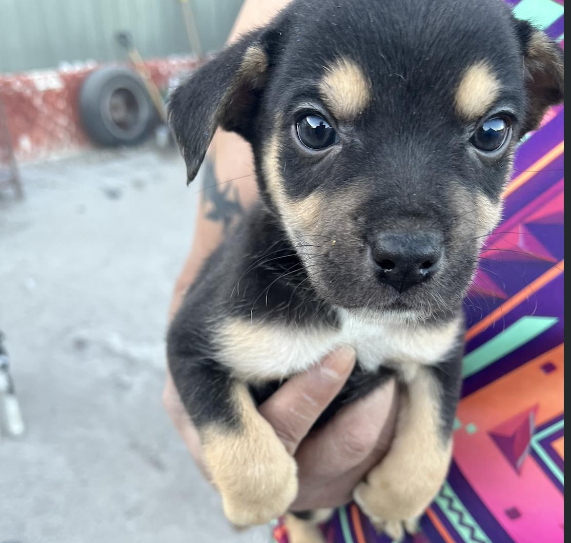 Bean — thumbnail 2