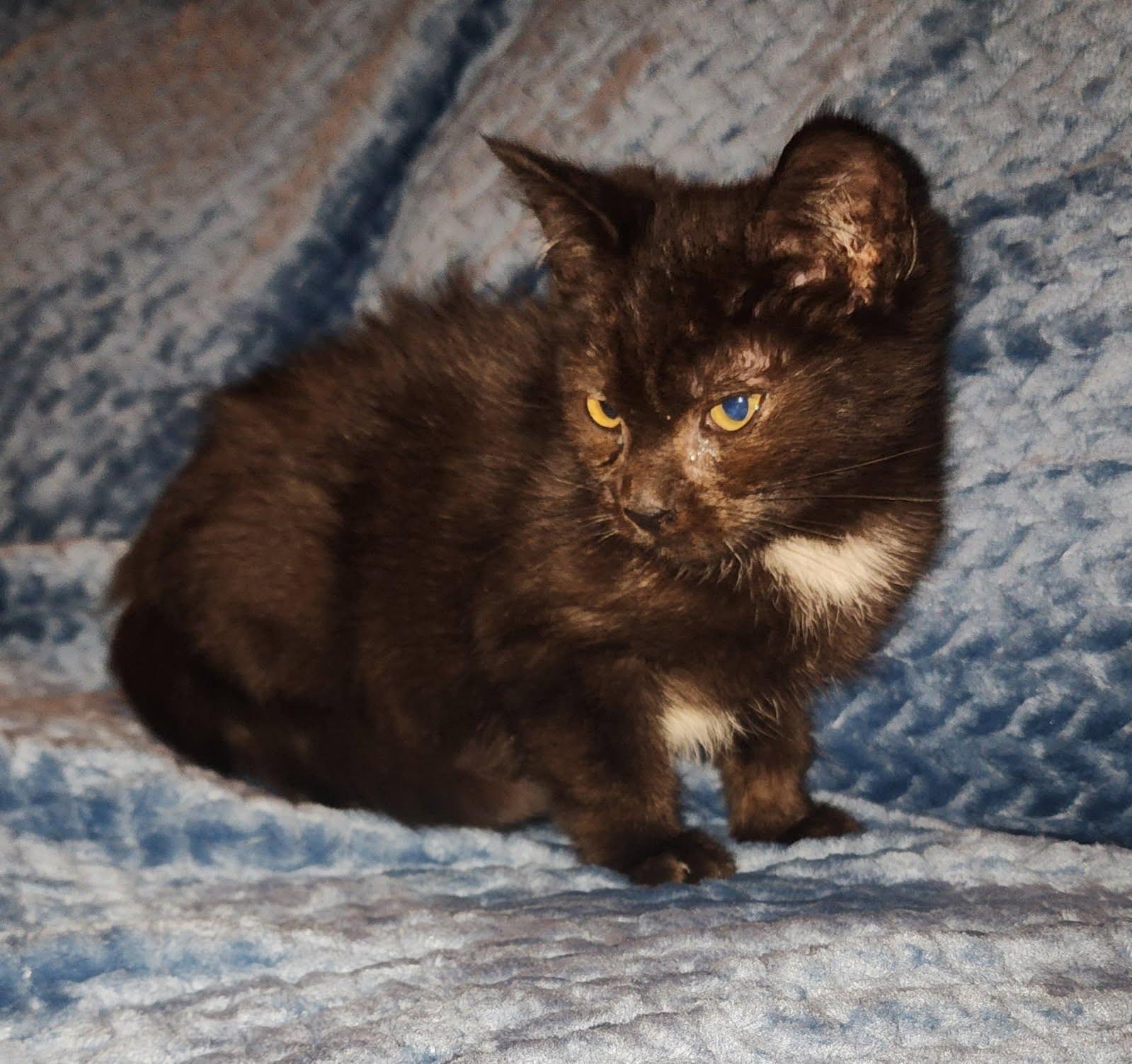 Enlarge Missy, a Adoptable Domestic Short Hair in Spanaway, WA image 1/3