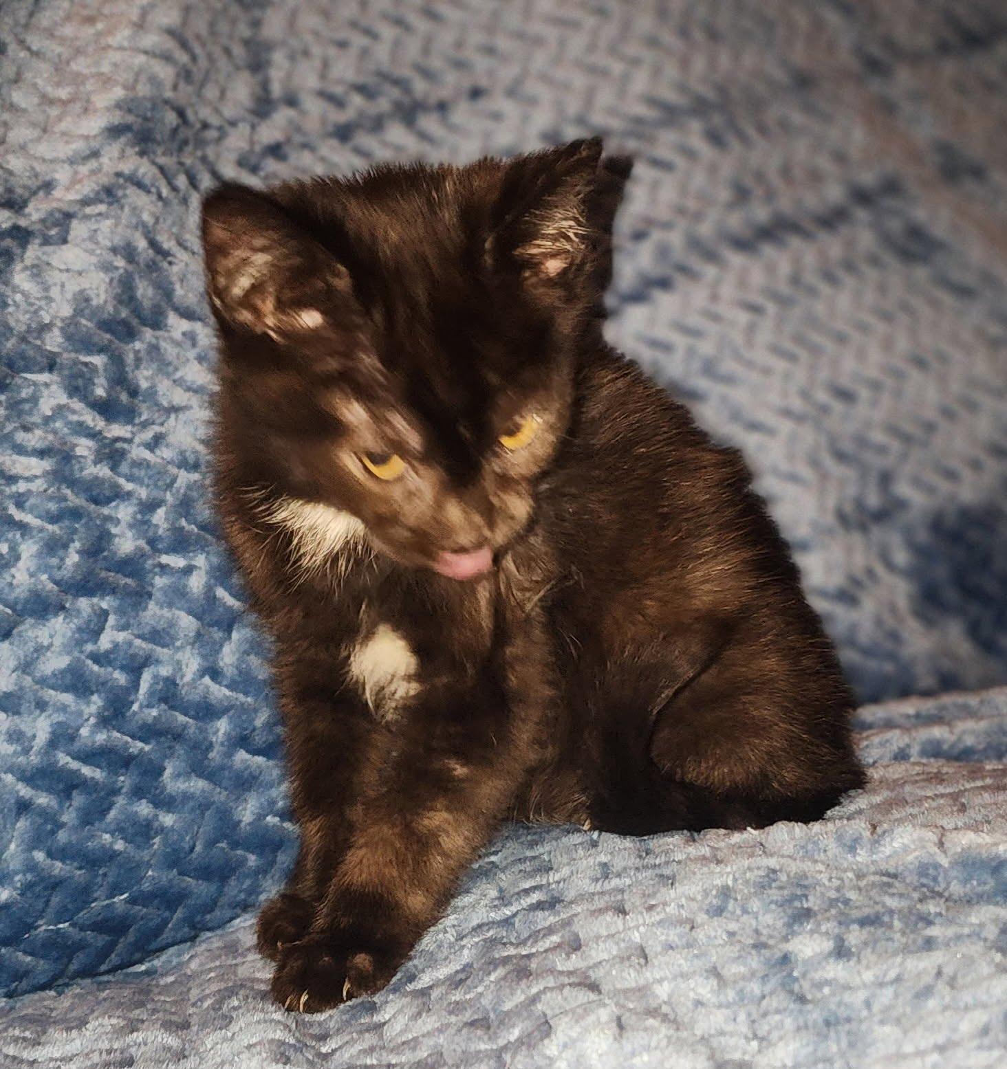 Enlarge Missy, a Adoptable Domestic Short Hair in Spanaway, WA image 3/3