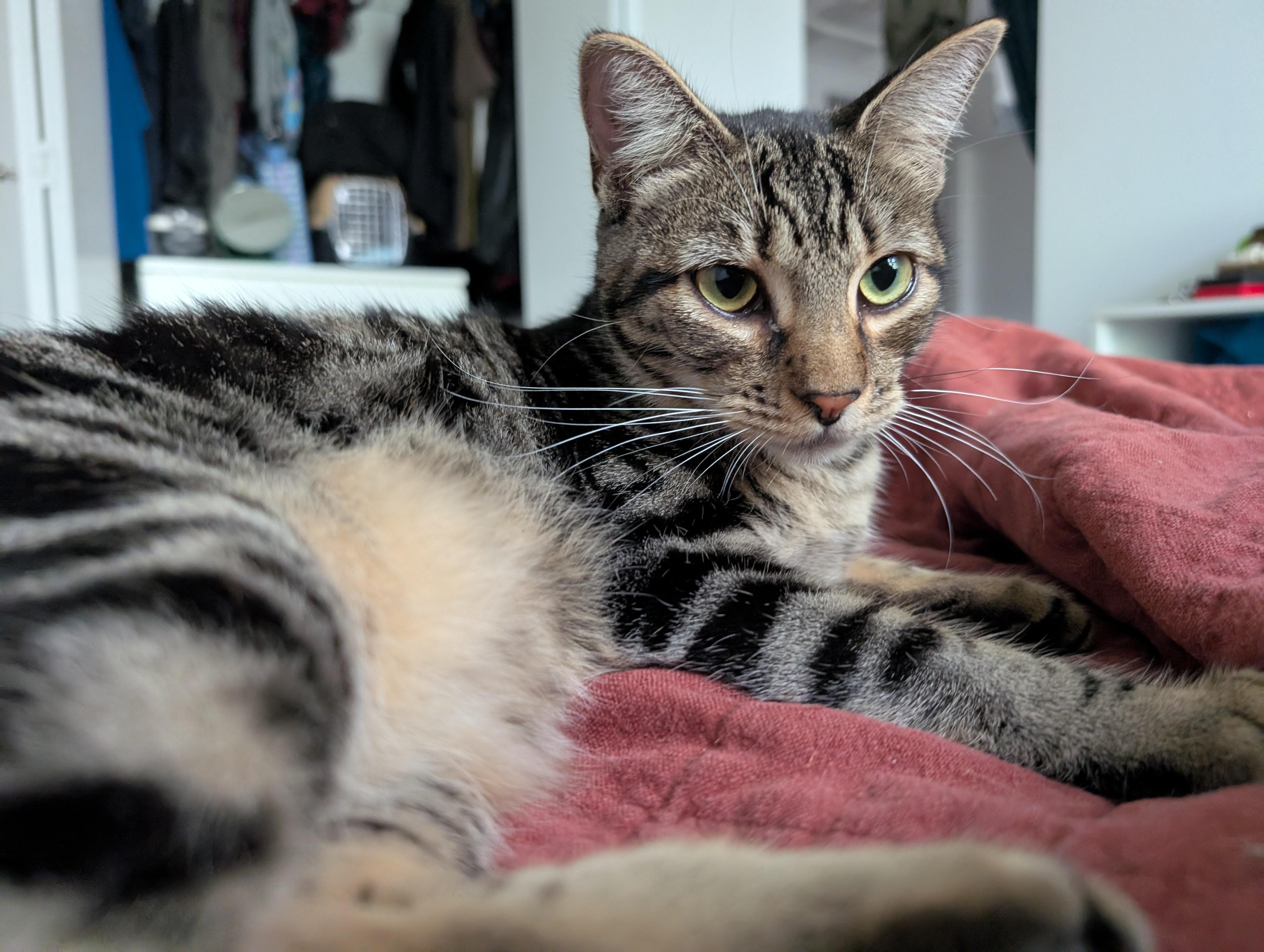 Oingo, a Adoptable Domestic Short Hair in Pearland, TX image 5/6