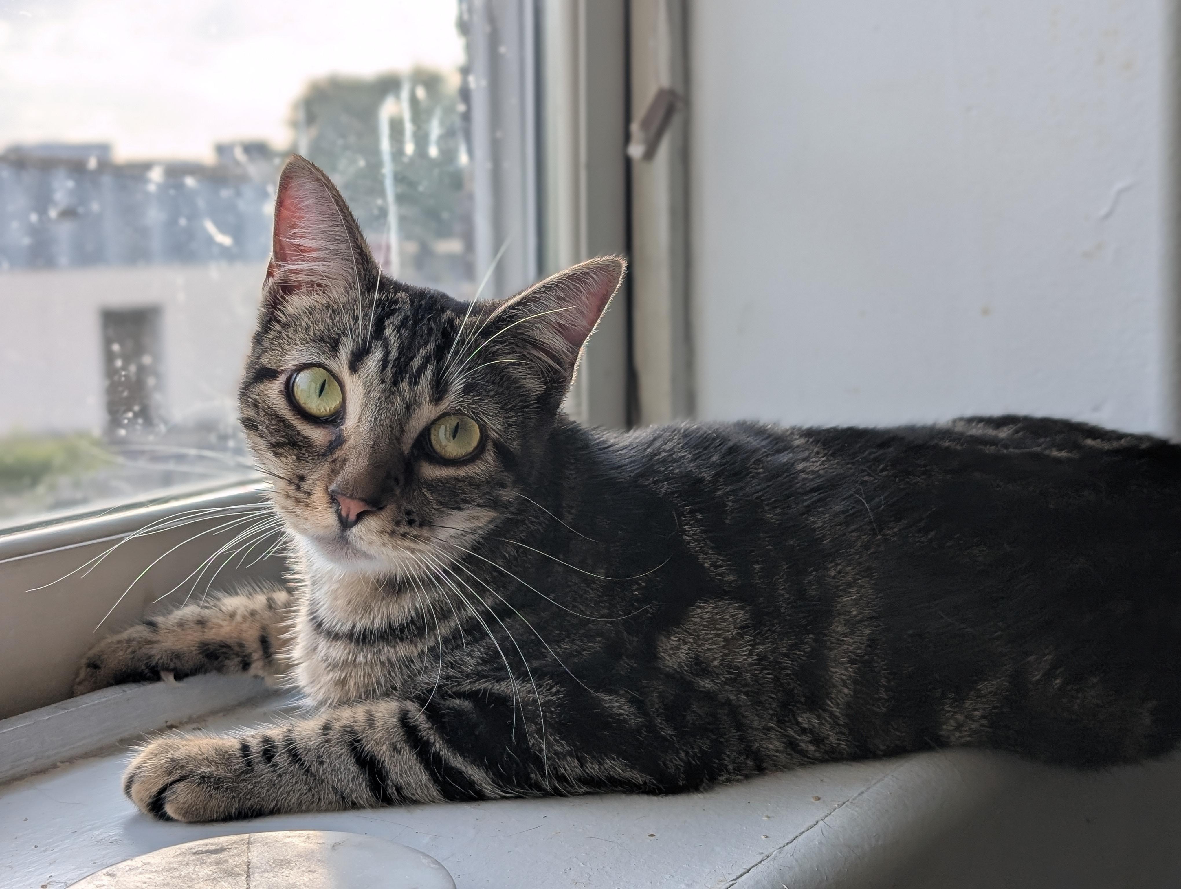 Oingo, a Adoptable Domestic Short Hair in Pearland, TX image 1/6