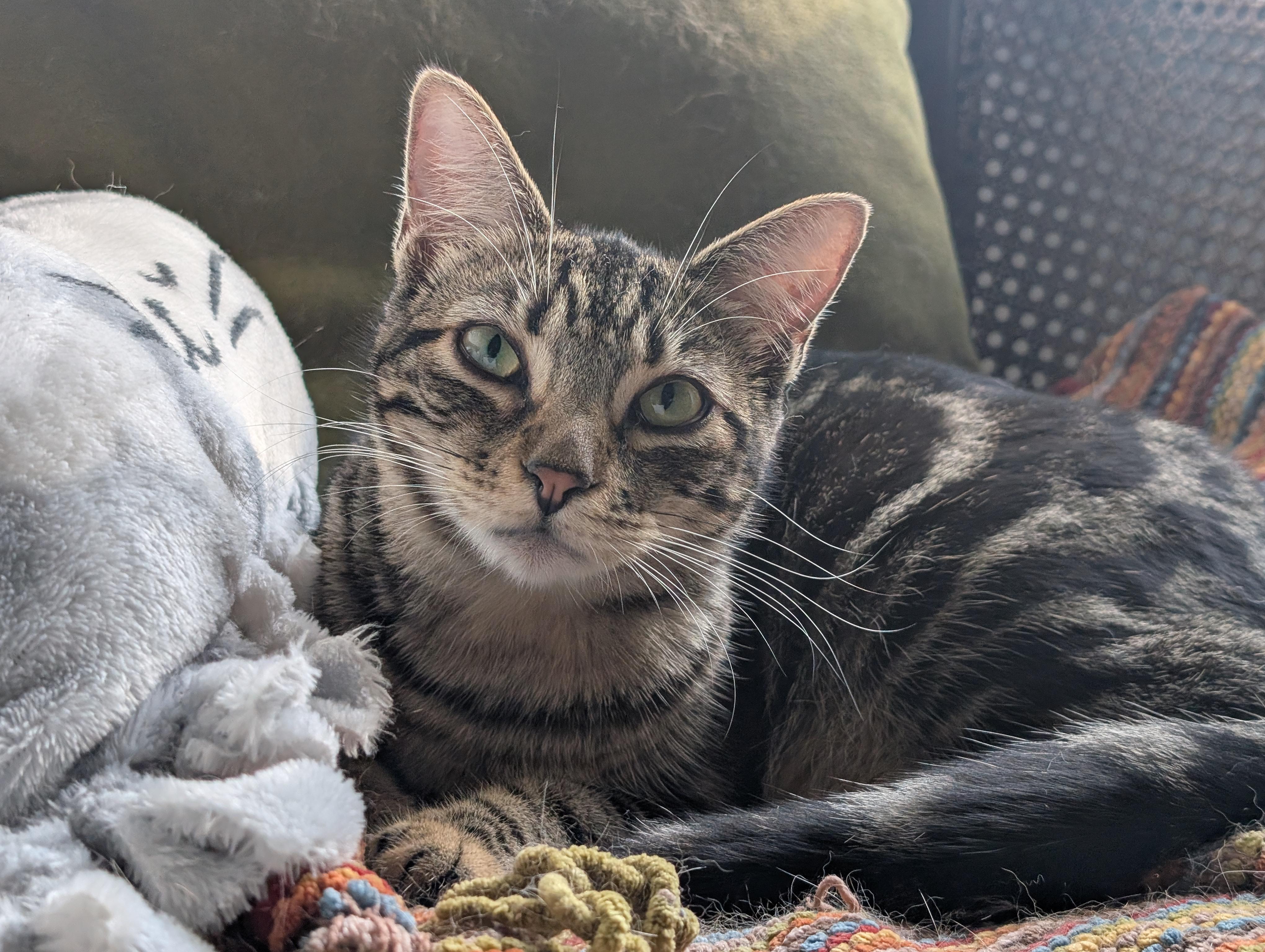 Oingo, a Adoptable Domestic Short Hair in Pearland, TX image 4/6