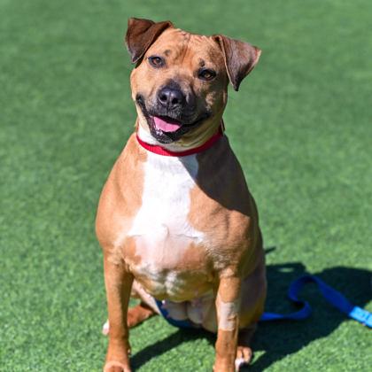 Honey, ADOPTABLE, Adult Female Mixed Breed.