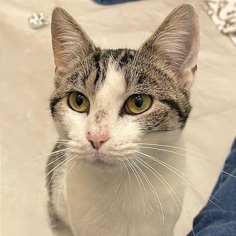 Enlarge Jackie, a Adoptable Domestic Short Hair in Hendersonville, NC image 1/6