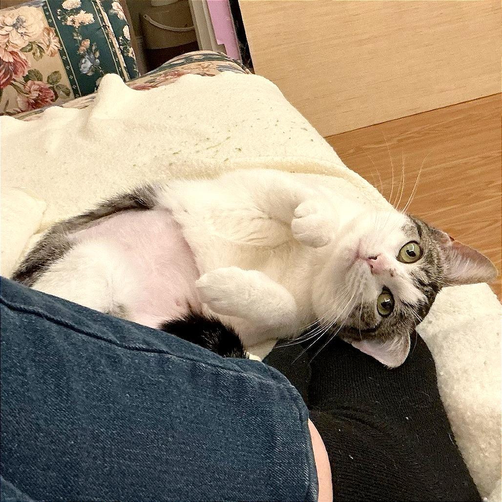 Enlarge Jackie, a Adoptable Domestic Short Hair in Hendersonville, NC image 2/6