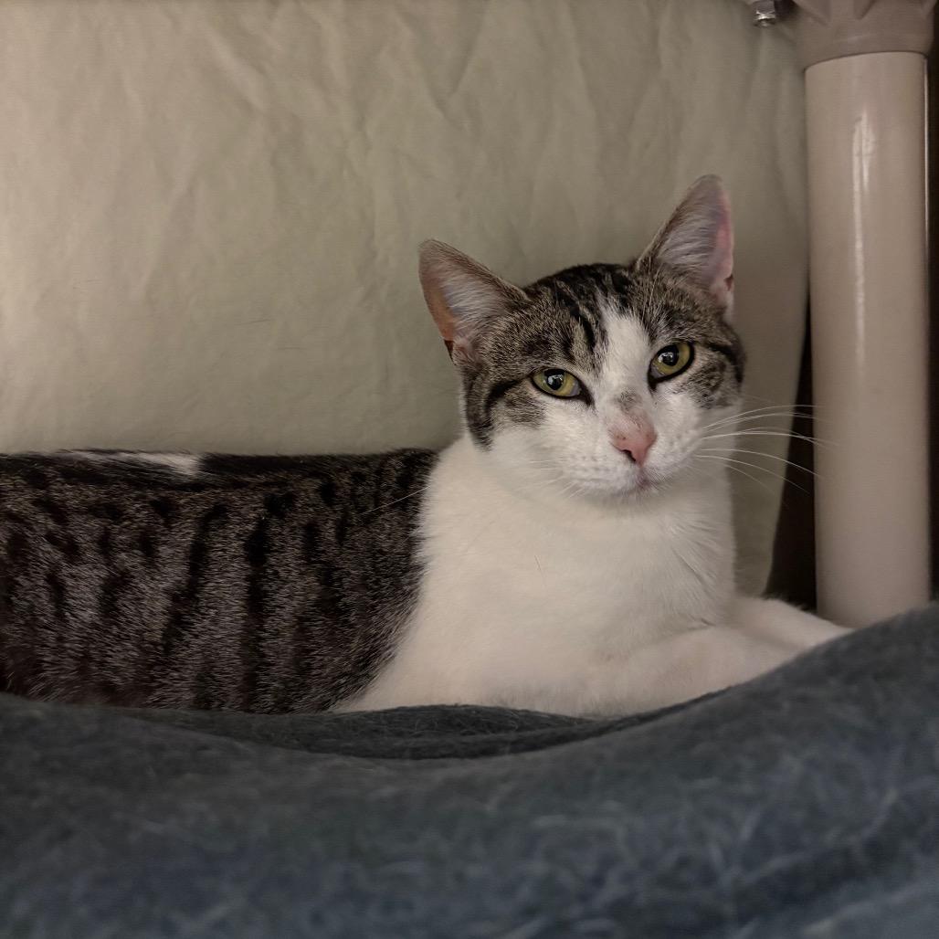 Enlarge Jackie, a Adoptable Domestic Short Hair in Hendersonville, NC image 3/6