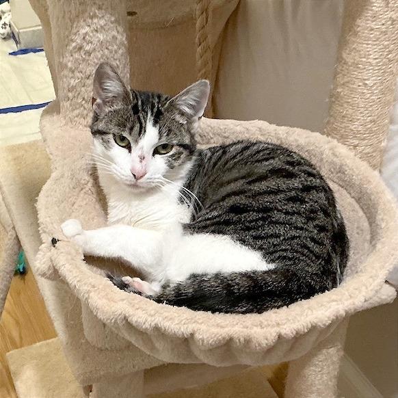 Enlarge Jackie, a Adoptable Domestic Short Hair in Hendersonville, NC image 4/6