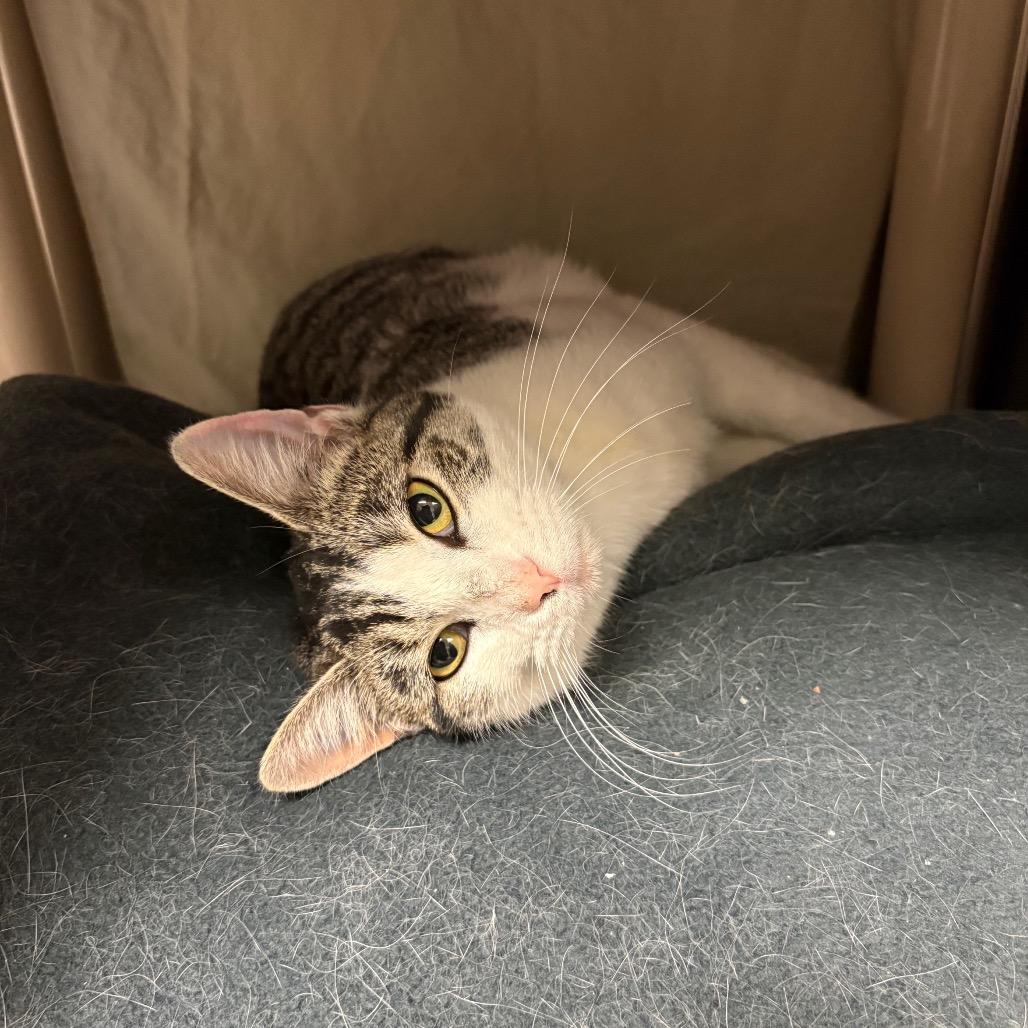 Enlarge Jackie, a Adoptable Domestic Short Hair in Hendersonville, NC image 5/6