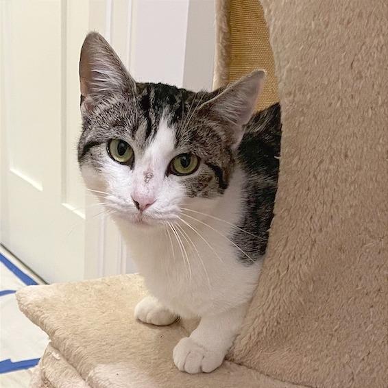 Enlarge Jackie, a Adoptable Domestic Short Hair in Hendersonville, NC image 6/6